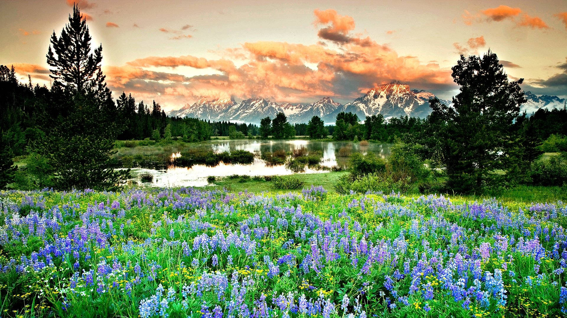 Spring Computer, purple lupine flowers, calm lake, Full HD Desktop Wallpaper