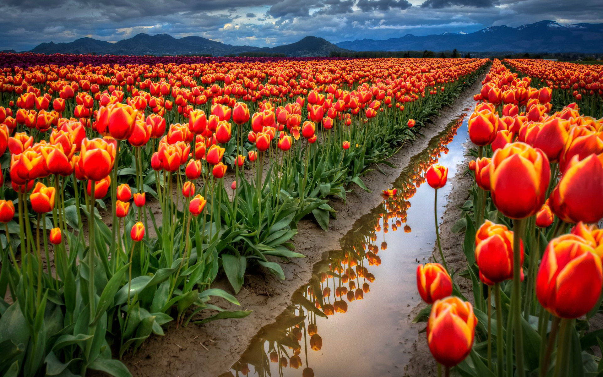 Spring Computer, vibrant orange tulips, distant mountains, Full HD Desktop Wallpaper