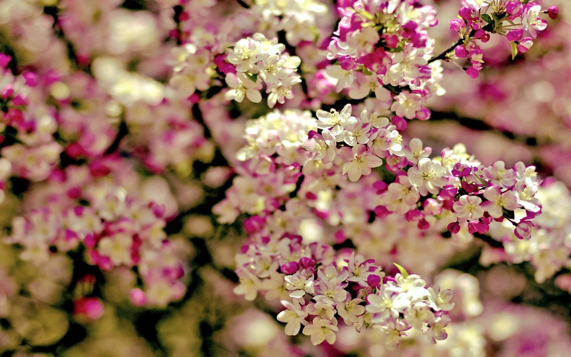 Spring Computer, pink, white, Full HD Desktop Wallpaper