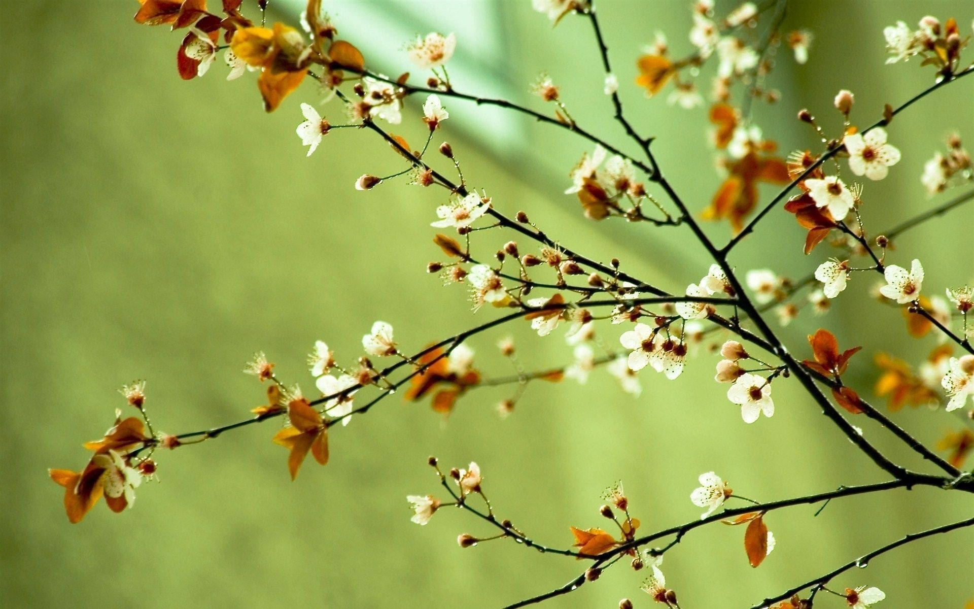 Spring Computer, white blossoms, amber leaves, Full HD Desktop Wallpaper