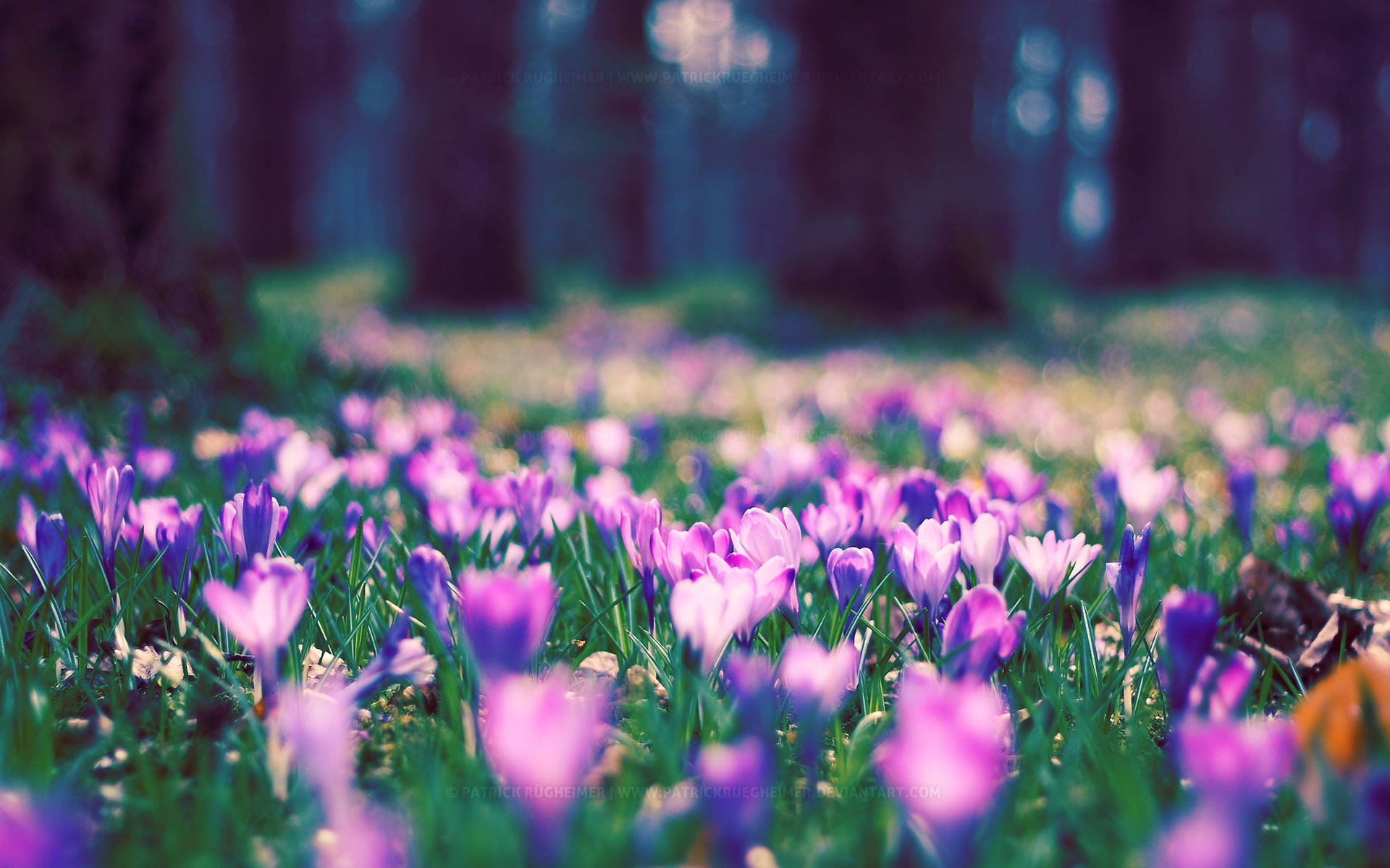 Spring Computer, vibrant purple crocus flowers, sunlit forest clearing, Full HD Desktop Wallpaper