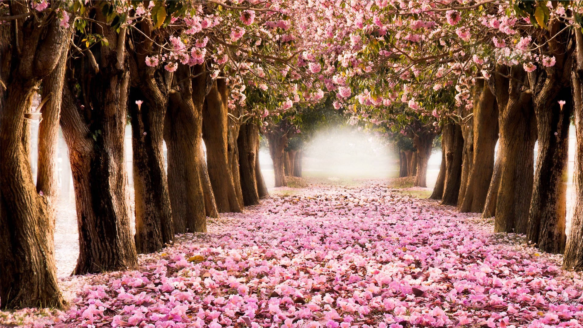 Spring Computer, cherry trees, pink petals, Full HD Desktop Wallpaper