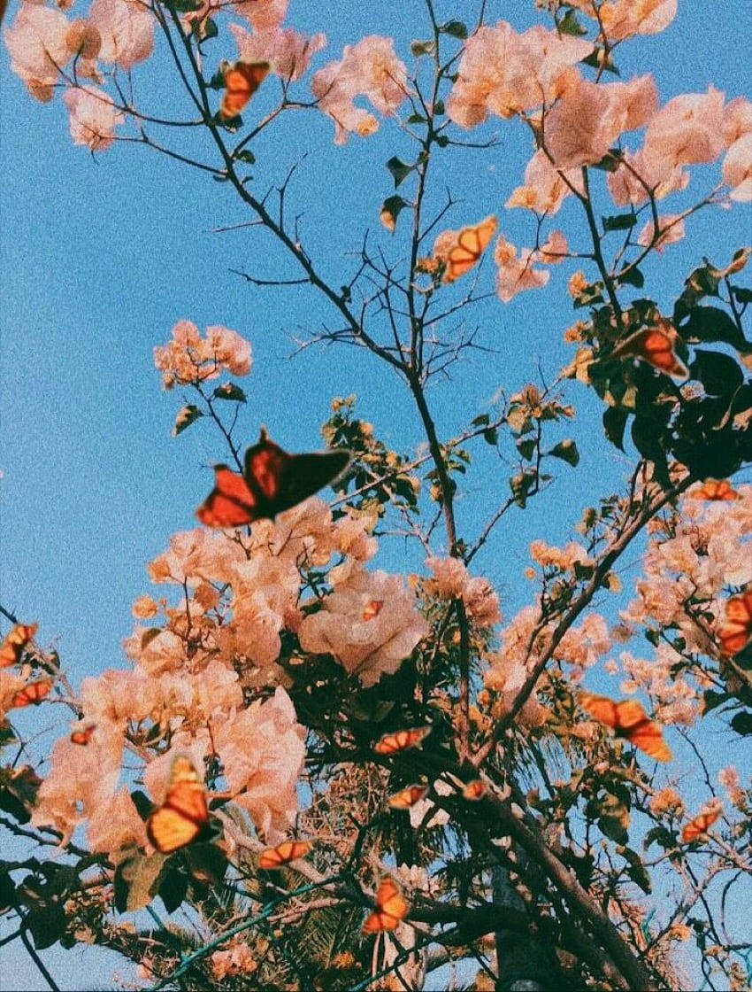 bougainvillea, pink, blue sky, SD Phone Wallpaper
