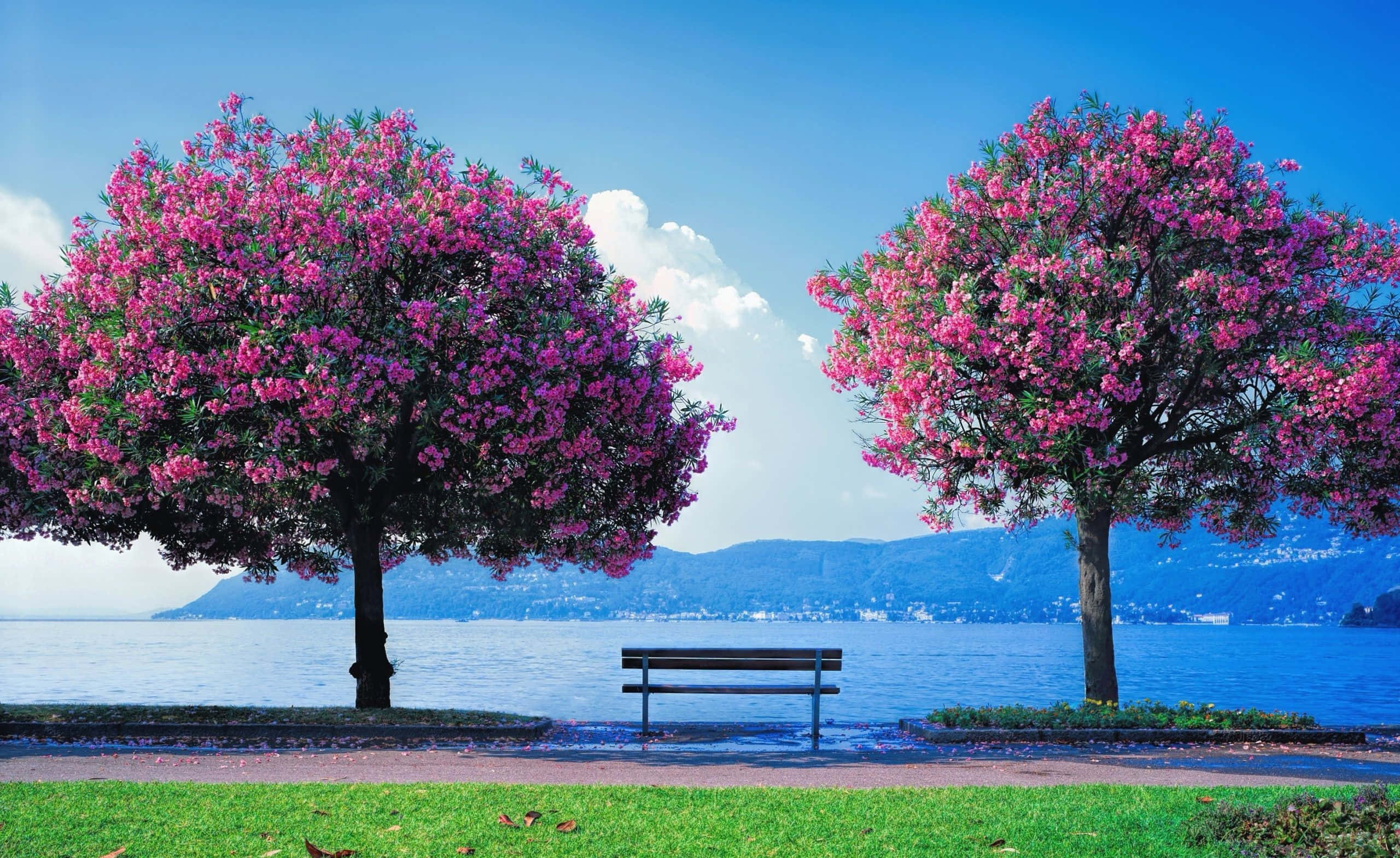 spring dual monitor 2560 x 1569, dual computer monitors, vibrant pink flowering trees, 2K Desktop Wallpaper