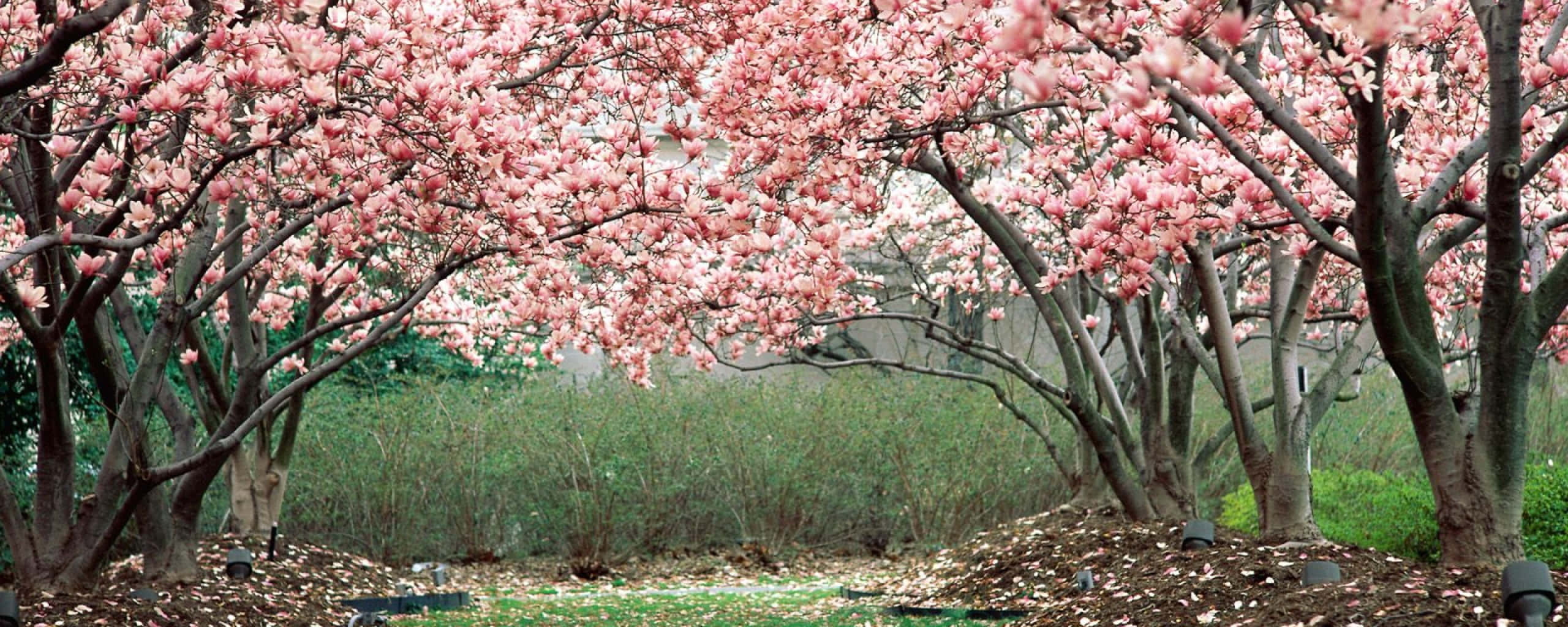 Spring Refresh, dual monitor, pink magnolia trees, 2K Desktop Wallpaper