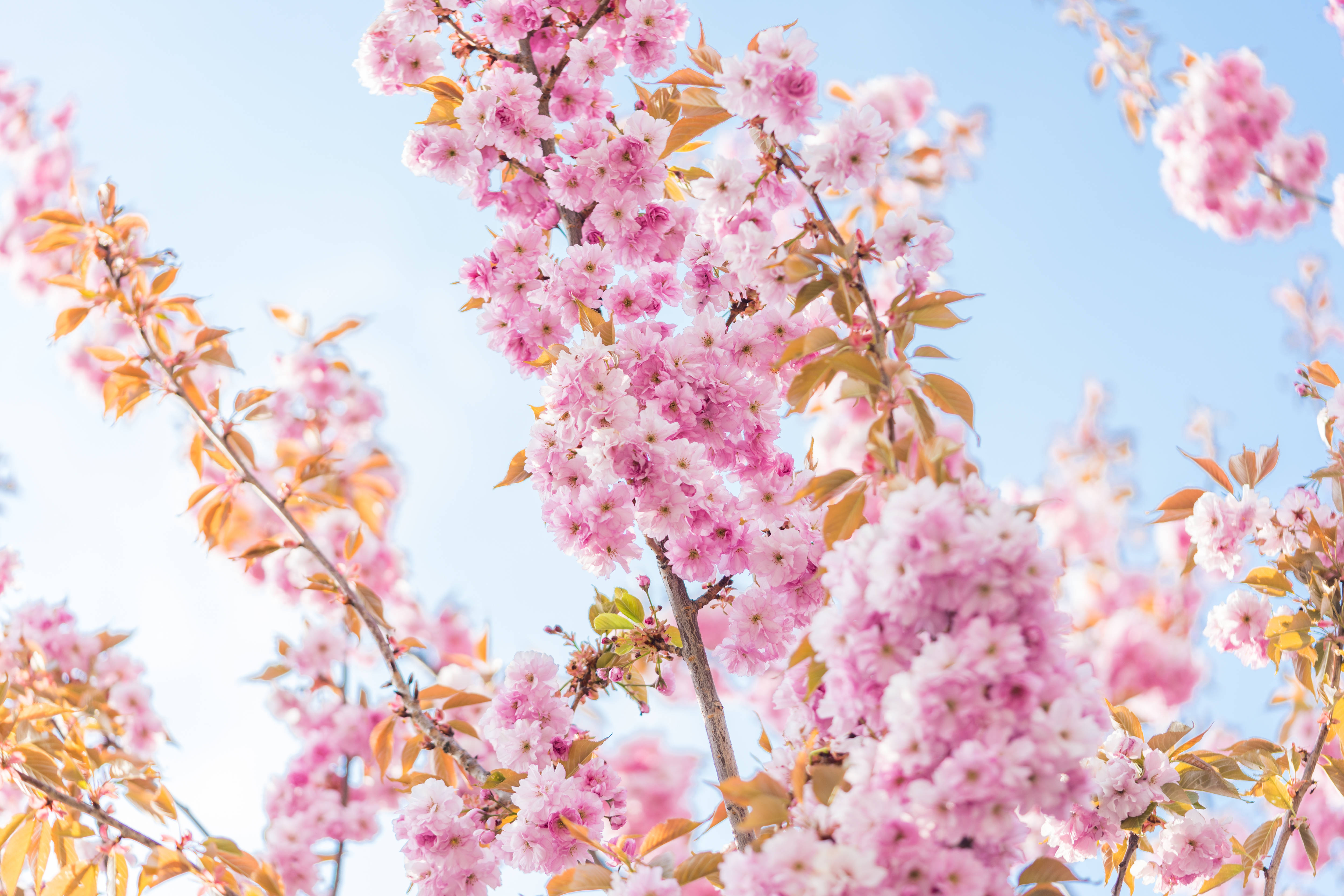 cherry blossoms, pink cherry blossoms, clear blue sky, 4K Desktop Wallpaper