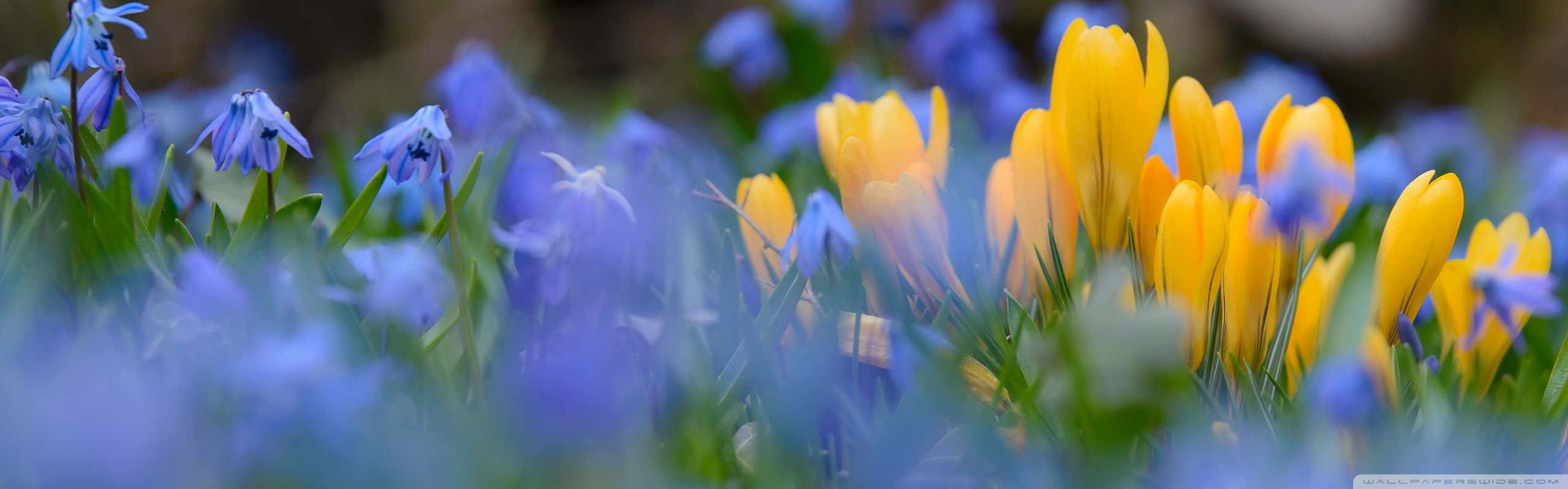 spring meadow, vibrant yellow crocuses, delicate blue snowdrops, 2K Desktop Wallpaper