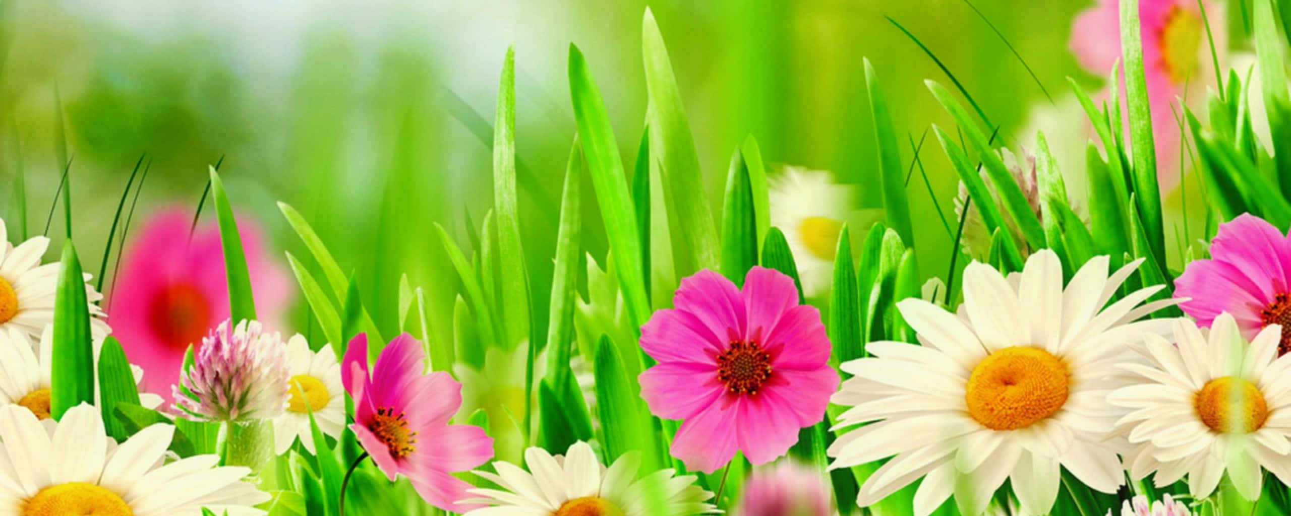 spring dual monitor, pink, white daisies, 2K Desktop Wallpaper
