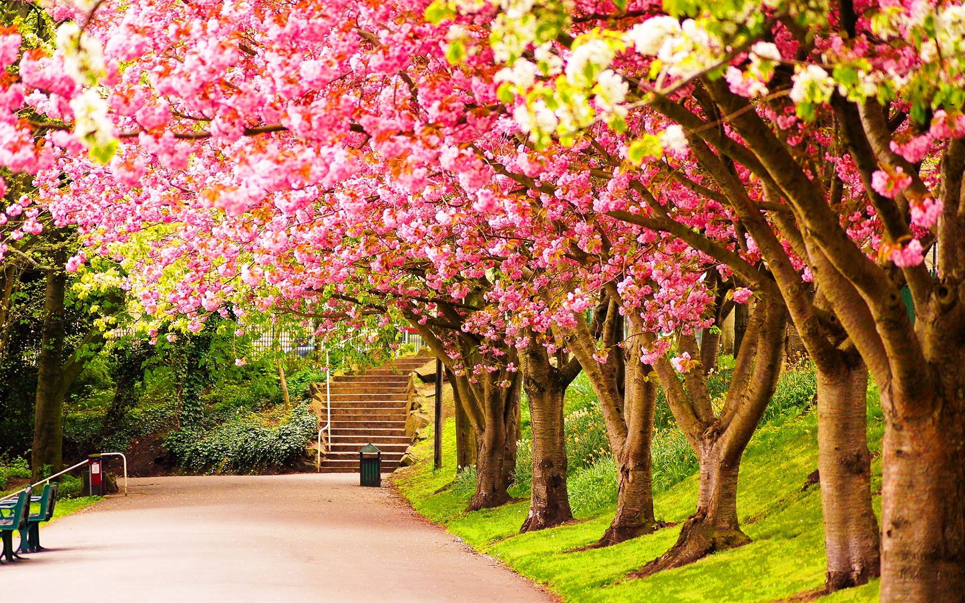 Spring Computer, pink cherry blossoms, green grass, Full HD Desktop Wallpaper