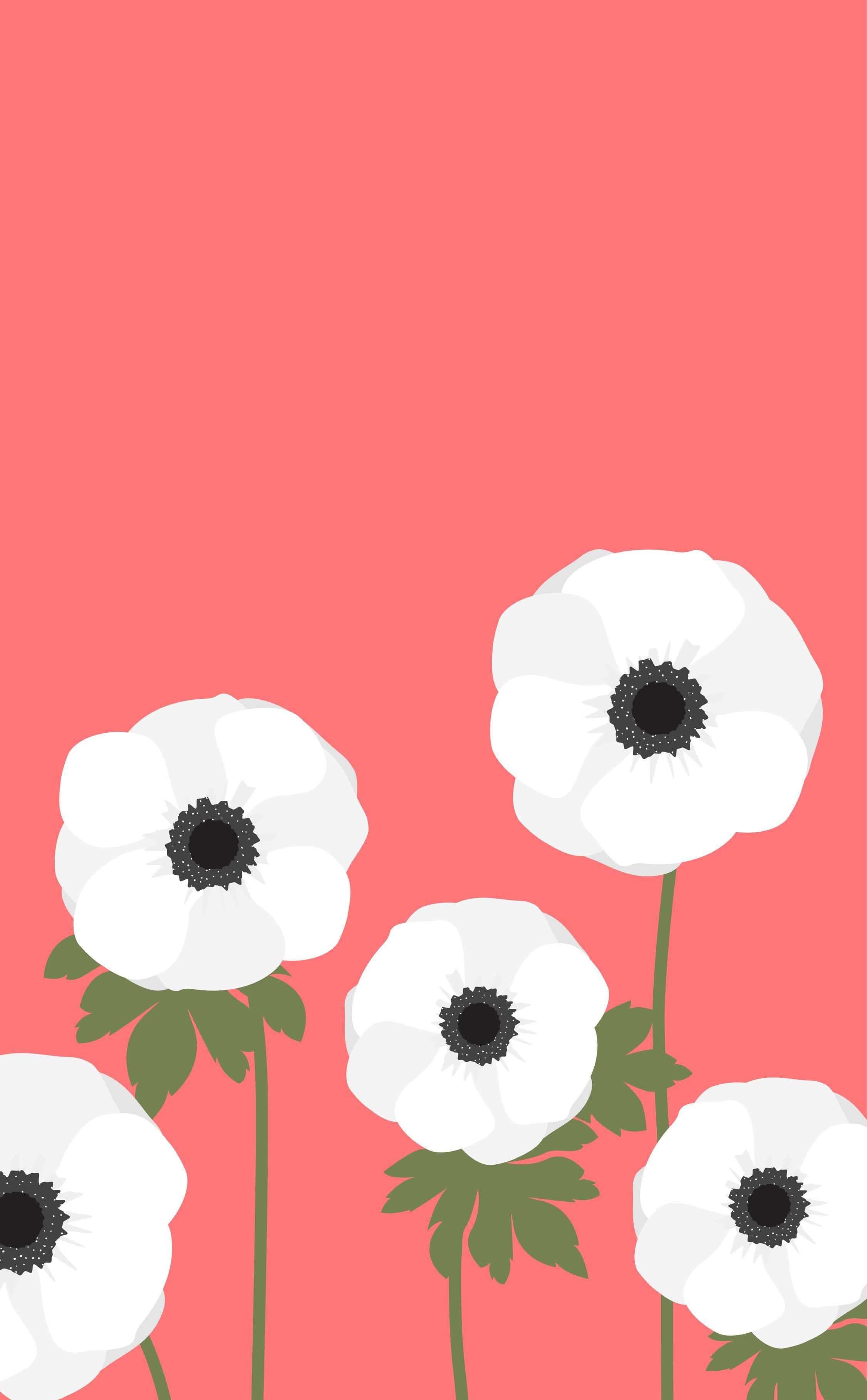 Simple Spring, white anemone, black centers, 2K Phone Wallpaper
