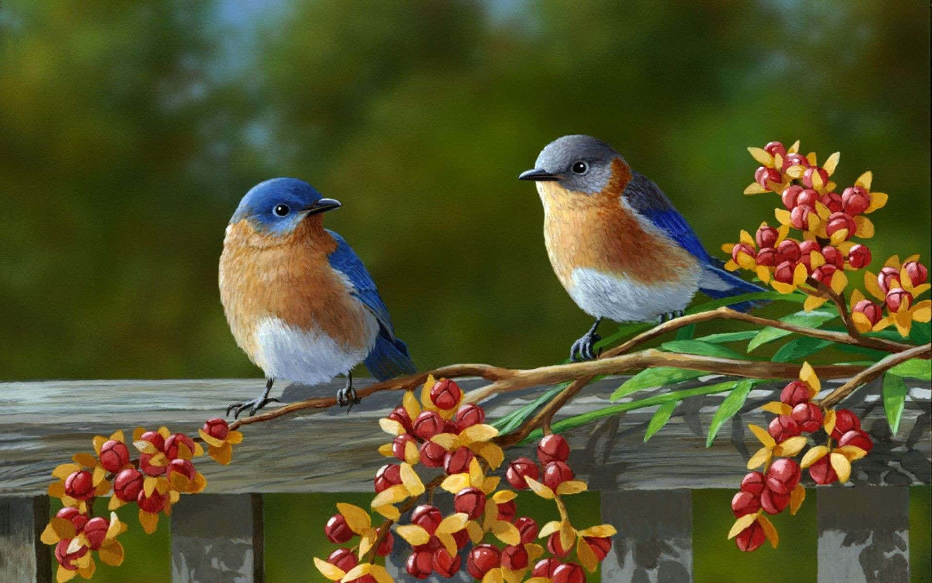 bluebirds, wooden fence, red and yellow berries, Full HD Desktop Wallpaper