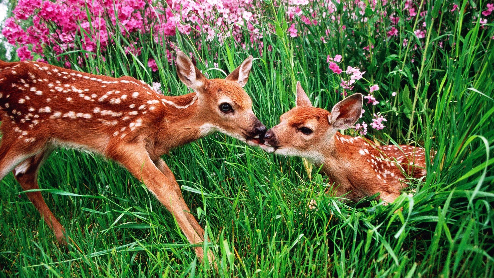 cute spring kissing fawns, spotted fawns, vibrant green grass, Full HD Desktop Wallpaper