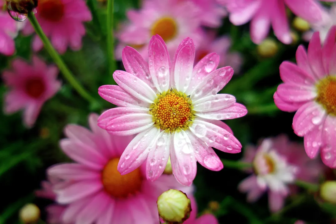 Spring Daisy iPhone