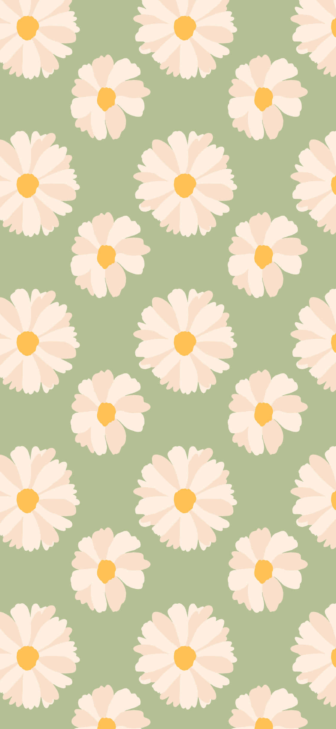 Spring Daisy iPhone, daisies, cream petals, Full HD Phone Wallpaper