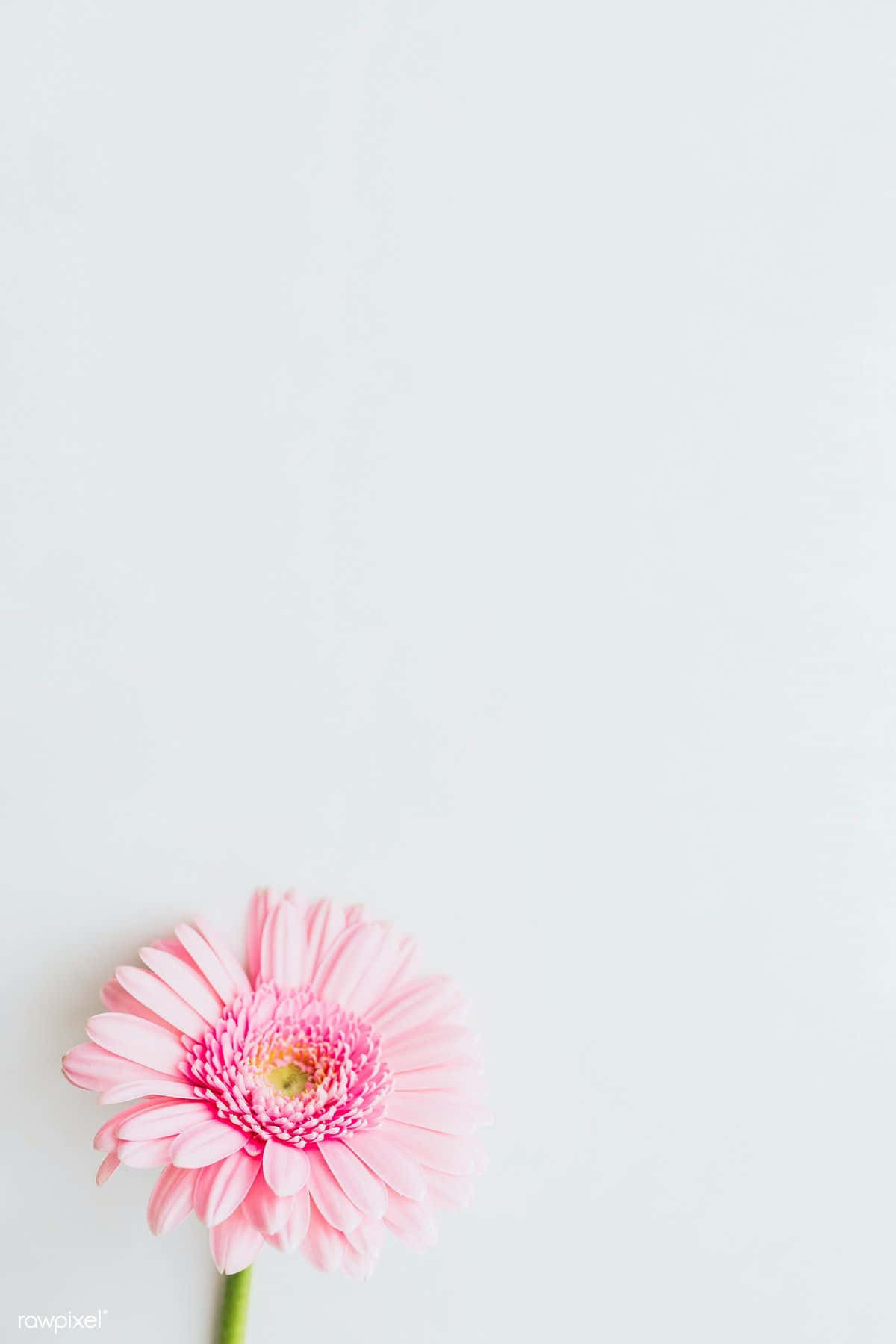 pink gerbera daisy, minimalist light gray background, soft natural lighting, HD Phone Wallpaper