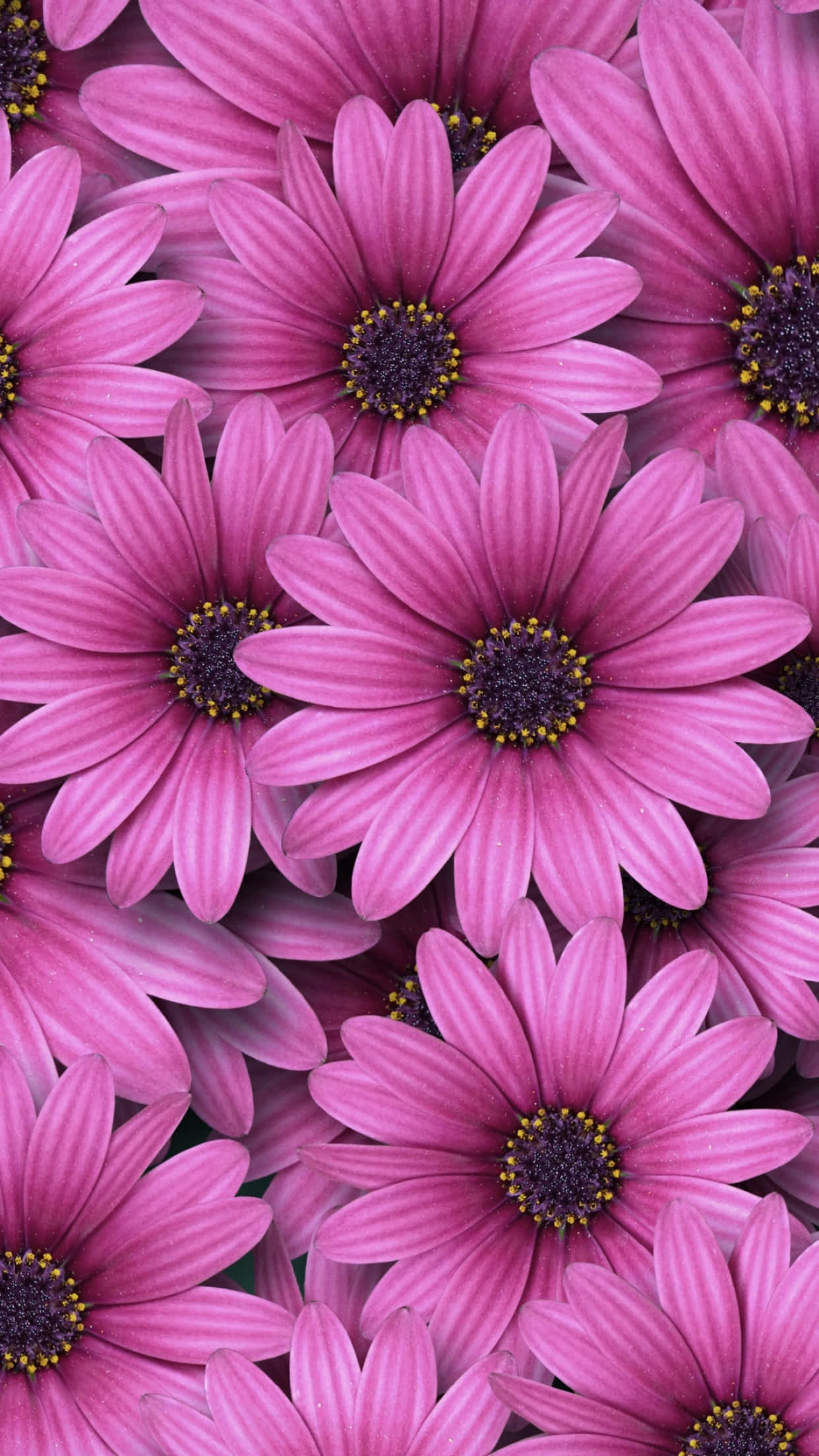 Spring Daisy iPhone, vibrant pink, daisies, Full HD Phone Wallpaper