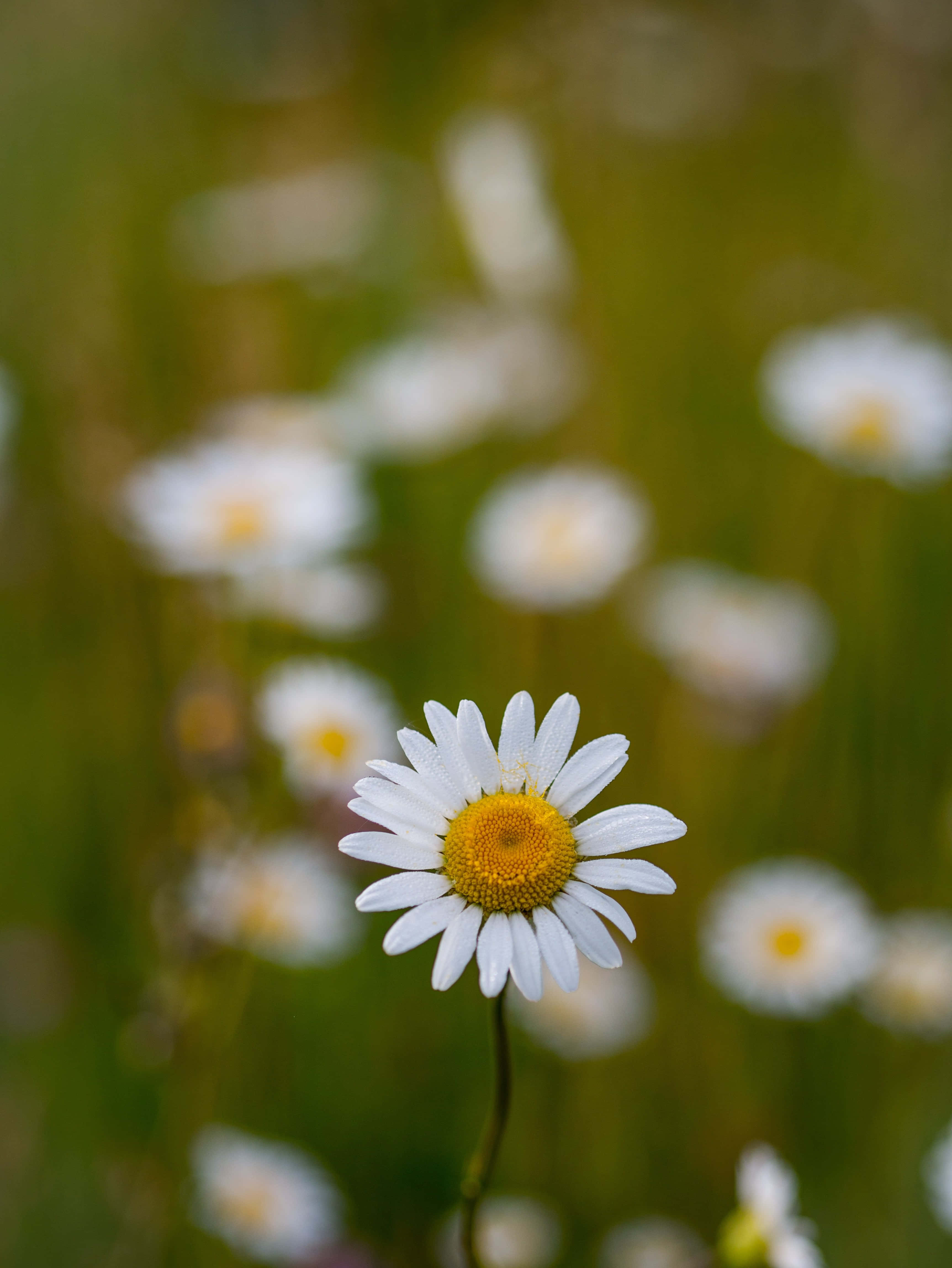white petals, vibrant yellow center, field of green grass, 4K Phone Wallpaper