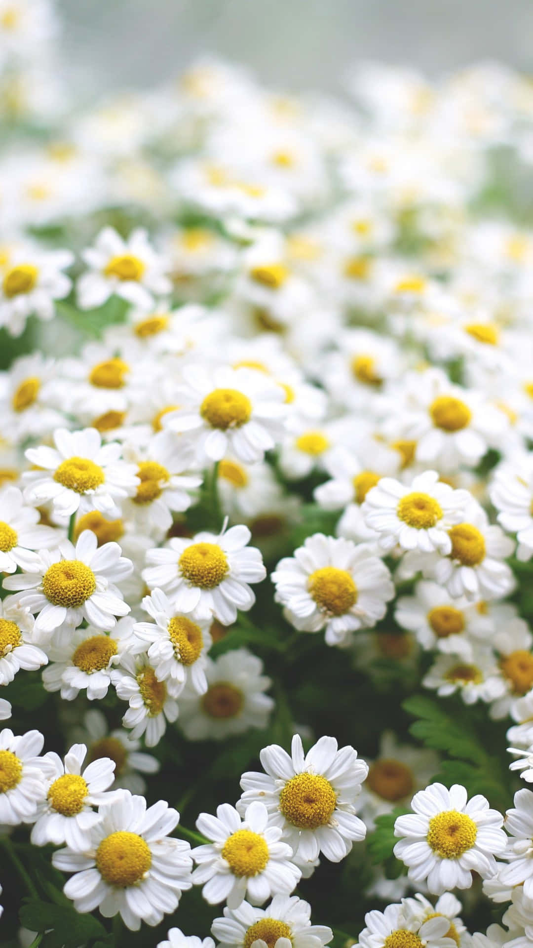 white daisies, yellow centers, natural light, Full HD Phone Wallpaper