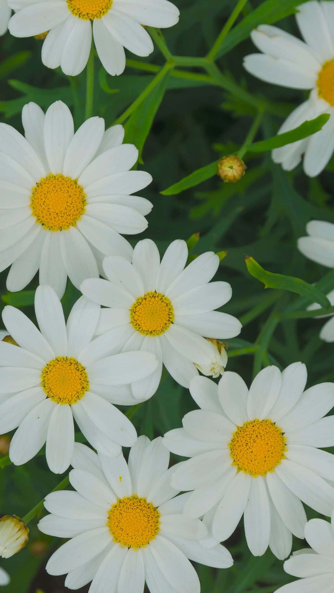 White Spring Daisy iPhone, vibrant white daisies, bright yellow centers, Full HD Phone Wallpaper
