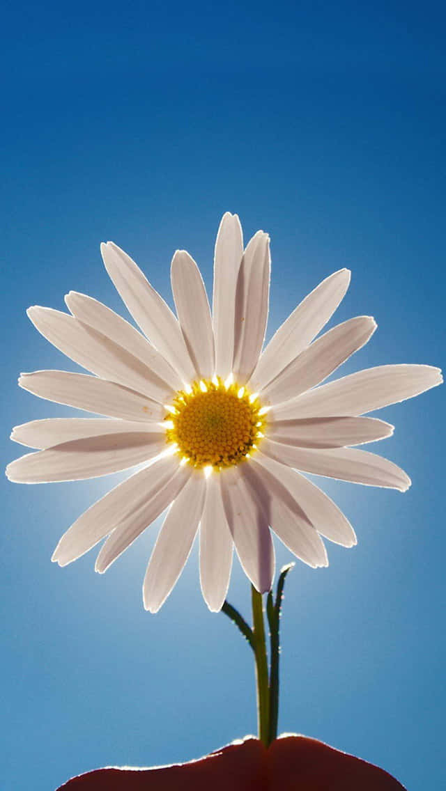 Spring Daisy iPhone, daisy, white petals, SD Phone Wallpaper