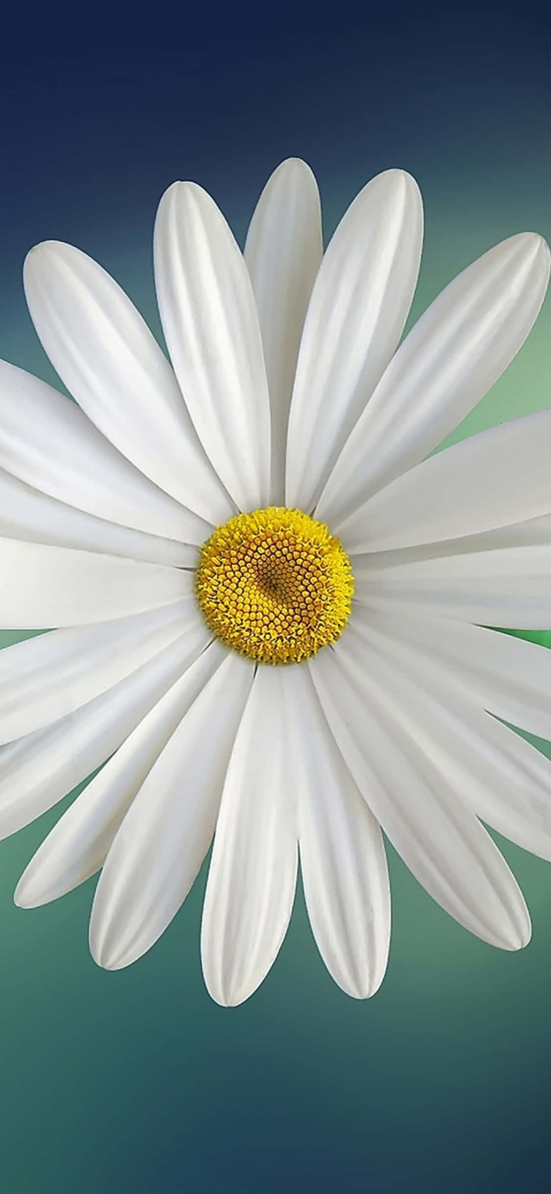 white daisy, vibrant yellow center, gradient blue and green background, Full HD Phone Wallpaper