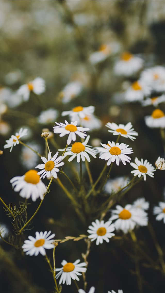 white daisies, yellow centers, natural light, SD Phone Wallpaper