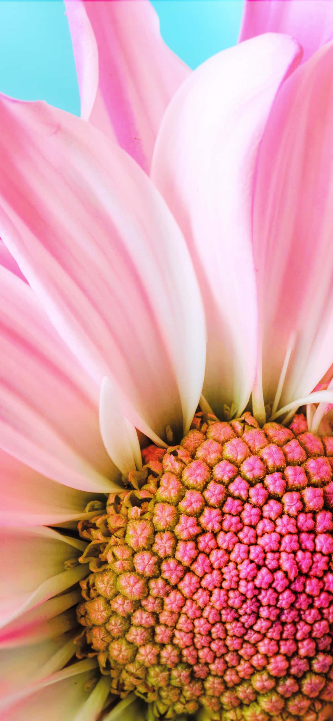 Spring Daisy iPhone, pink daisy, delicate petals, Full HD Phone Wallpaper