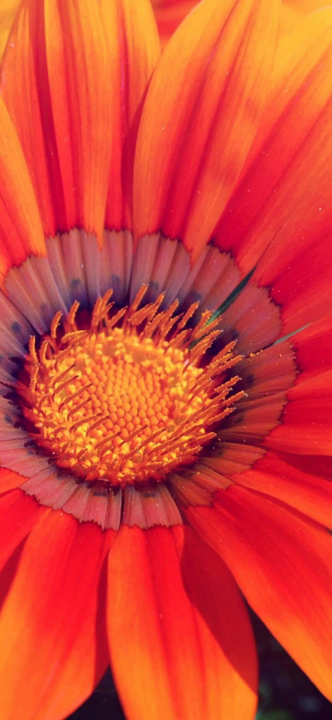 orange spring daisy, iPhone, fiery orange, Full HD Phone Wallpaper