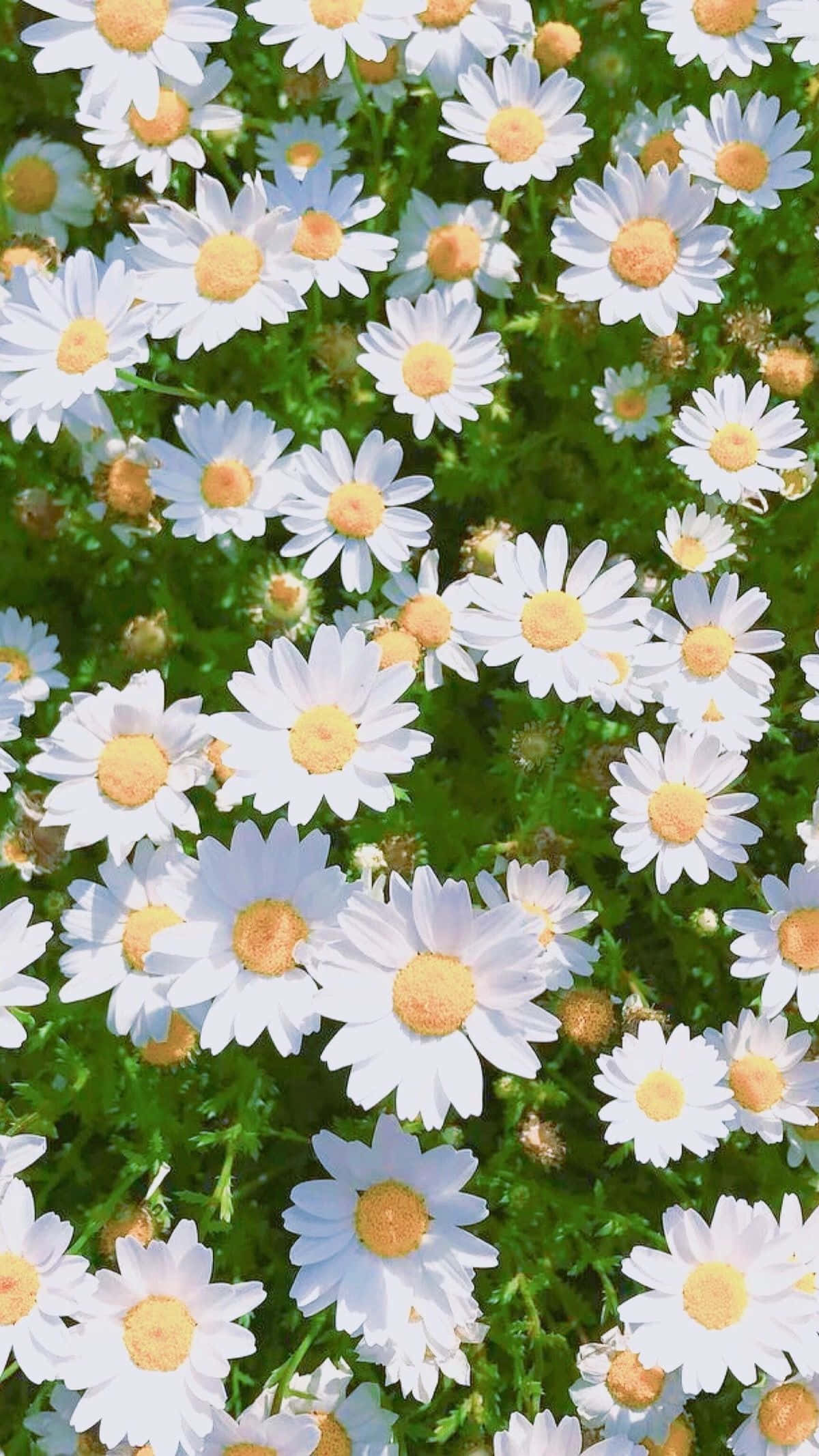 white daisies, golden centers, lush green foliage, Full HD Phone Wallpaper
