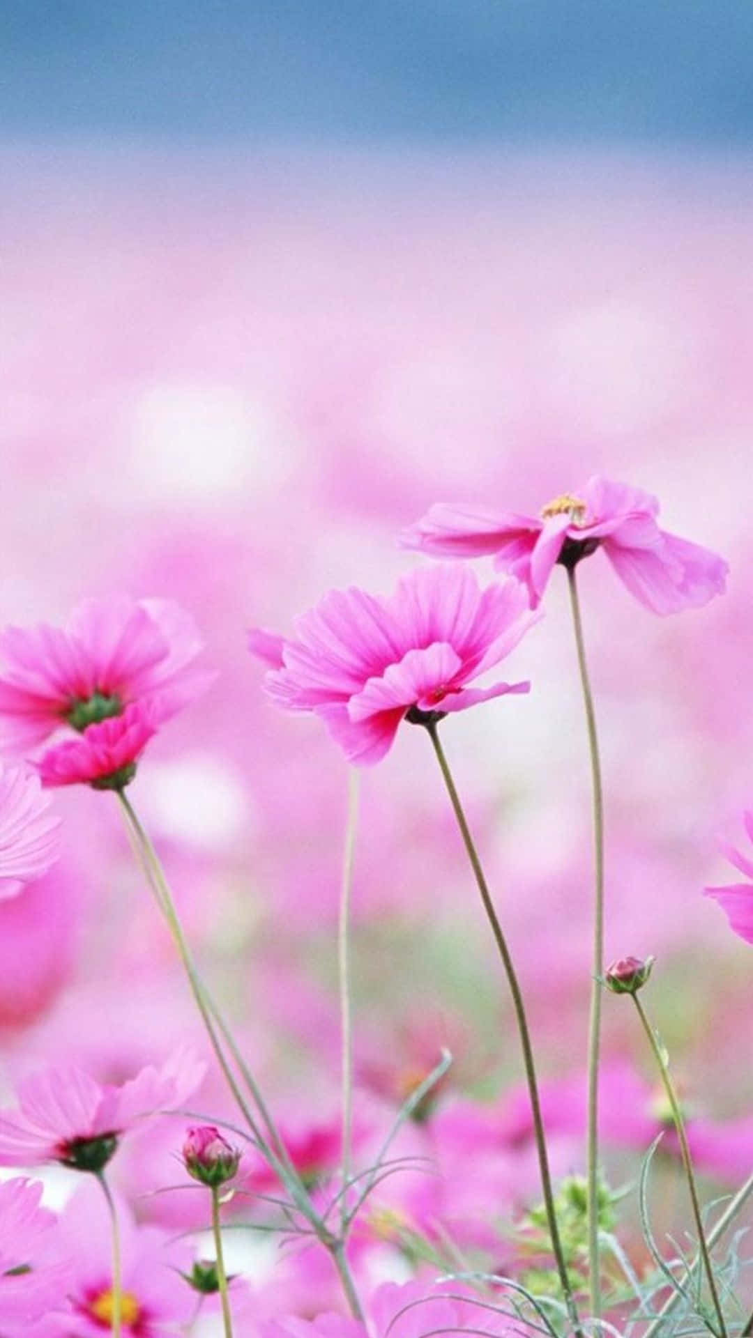 Tall Pink Spring Daisy iPhone, vibrant pink cosmos flowers, soft-focus field, Full HD Phone Wallpaper