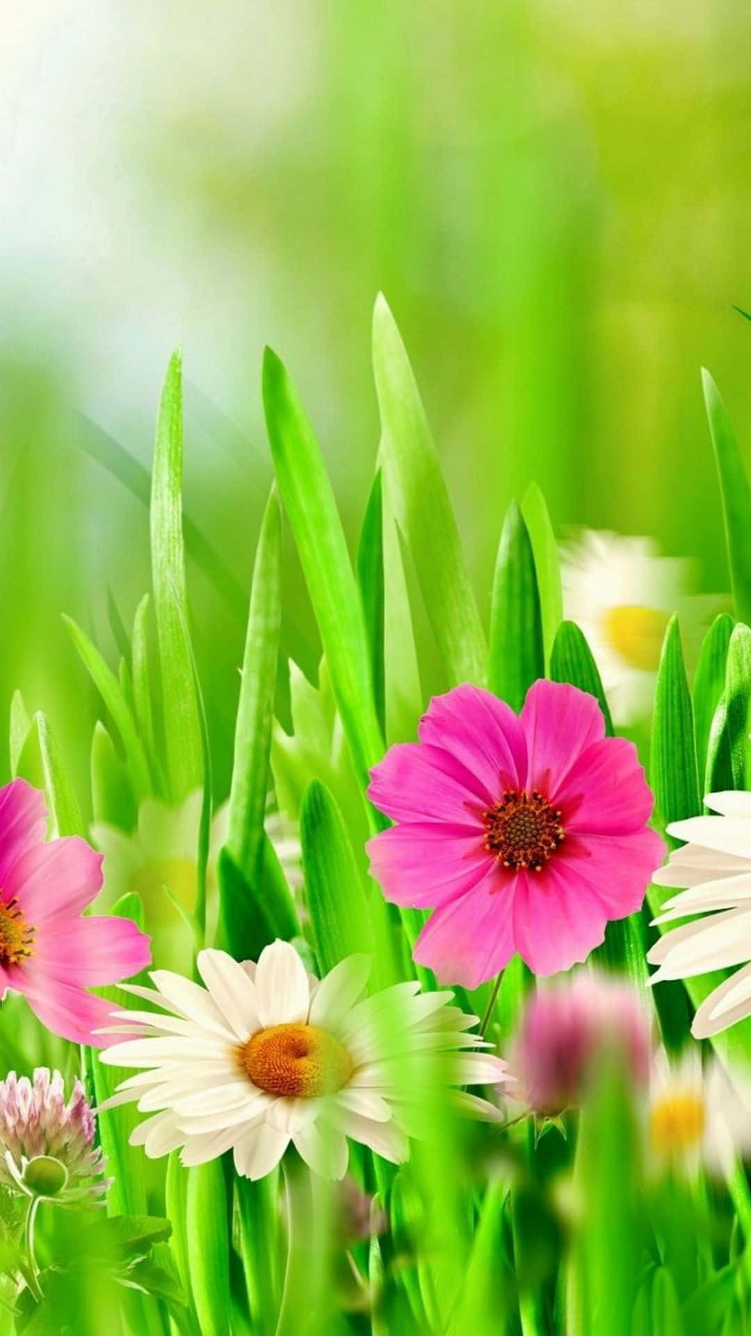 pink and white spring daisy iPhone, vibrant pink, white daisies, Full HD Phone Wallpaper