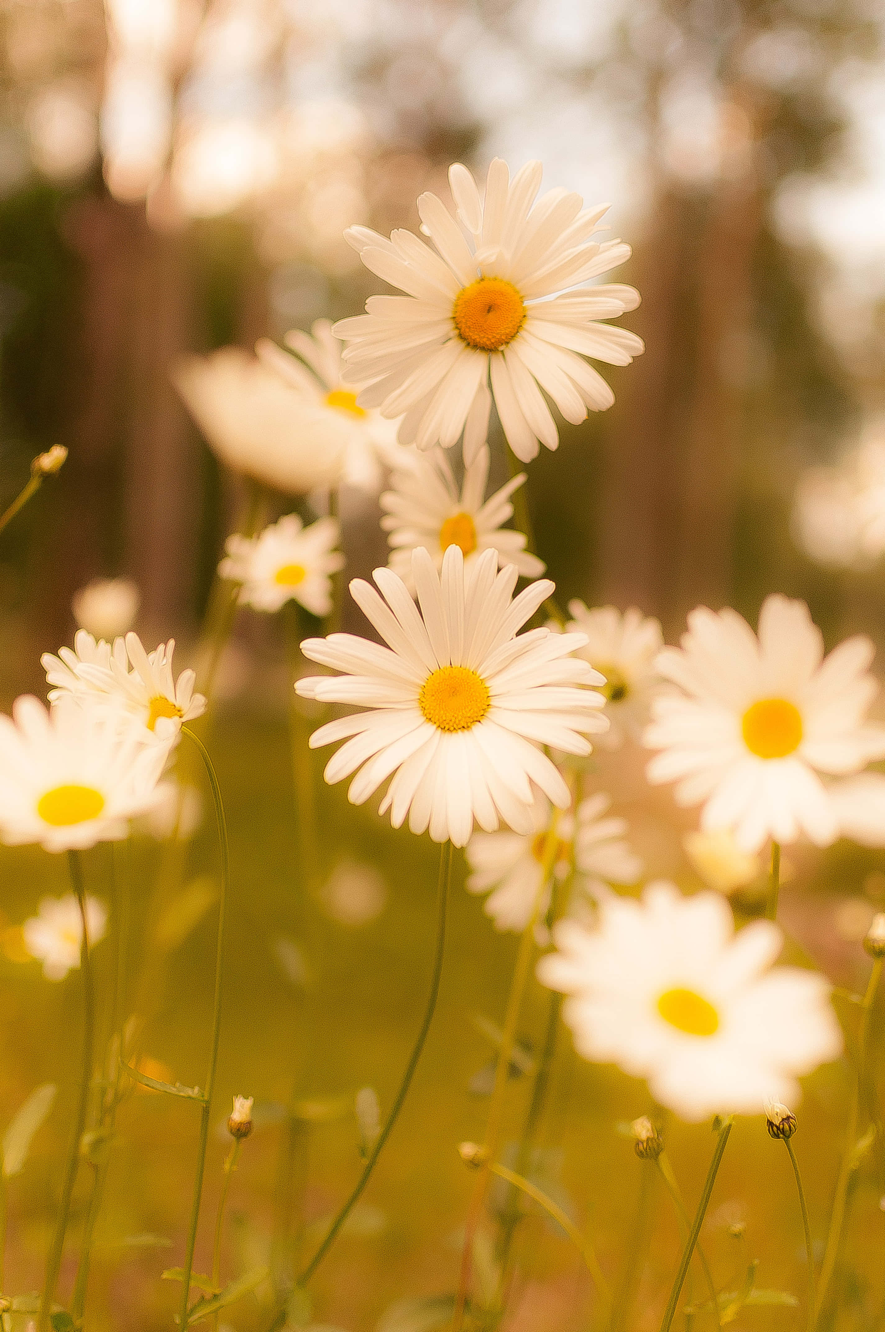 Spring Daisy iPhone, sunlit daisies, bright yellow centers, 4K Phone Wallpaper