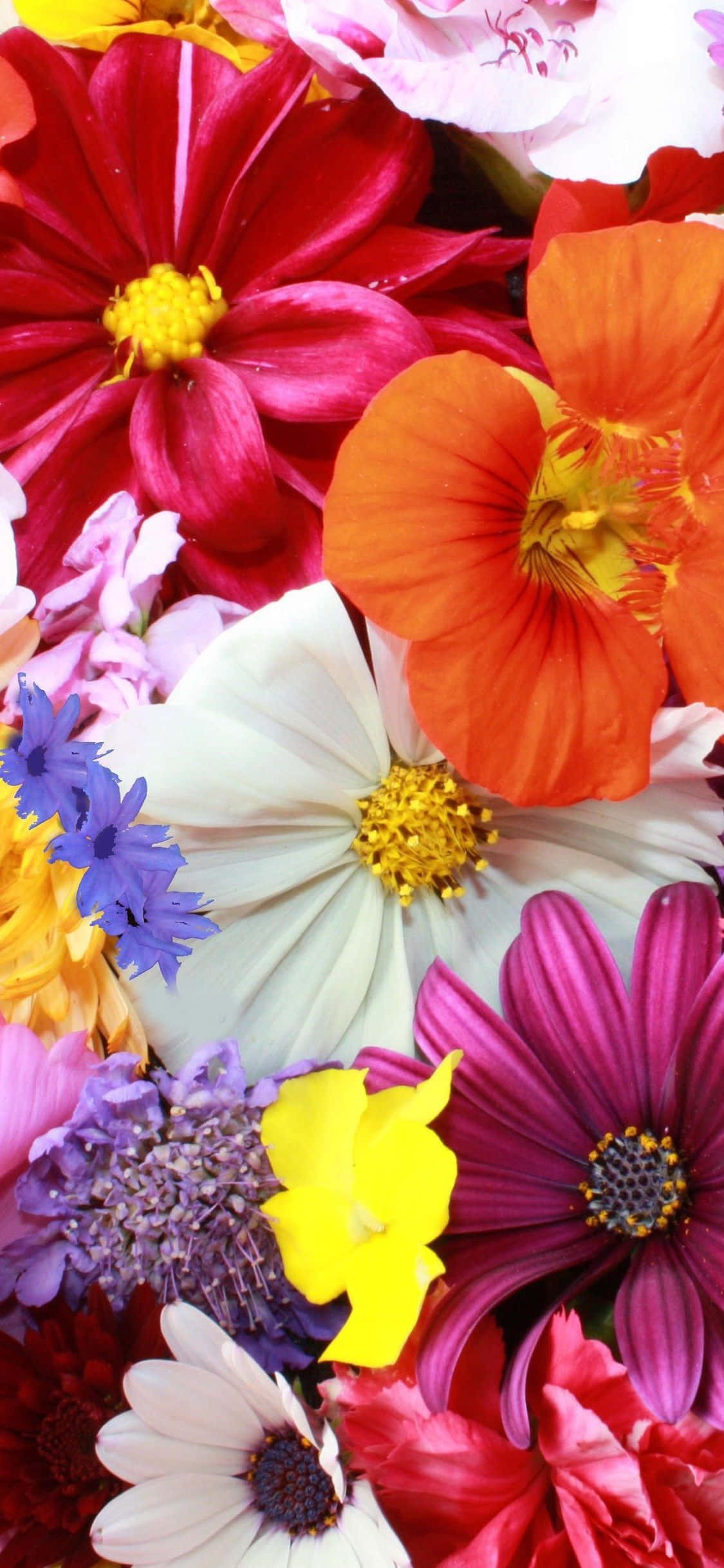 Colorful Spring Daisy iPhone, red, orange, Full HD Phone Wallpaper