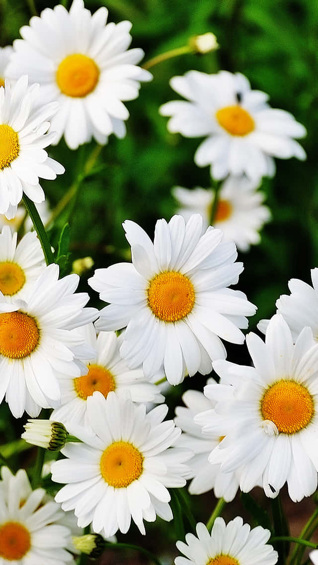 Spring Daisy iPhone, white daisies, golden centers, SD Phone Wallpaper
