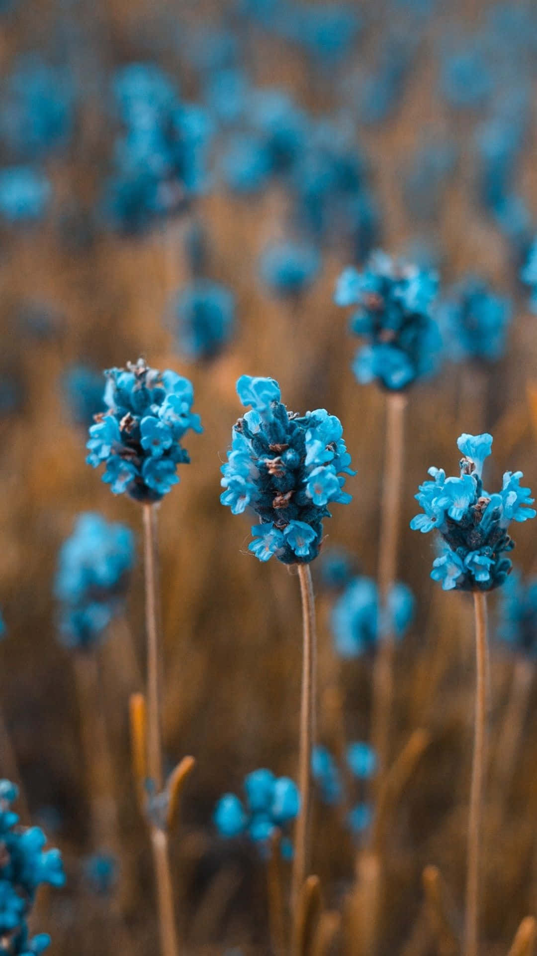 Blue Spring Daisy iPhone, vibrant blue lavender blooms, soft blurred golden field, Full HD Phone Wallpaper