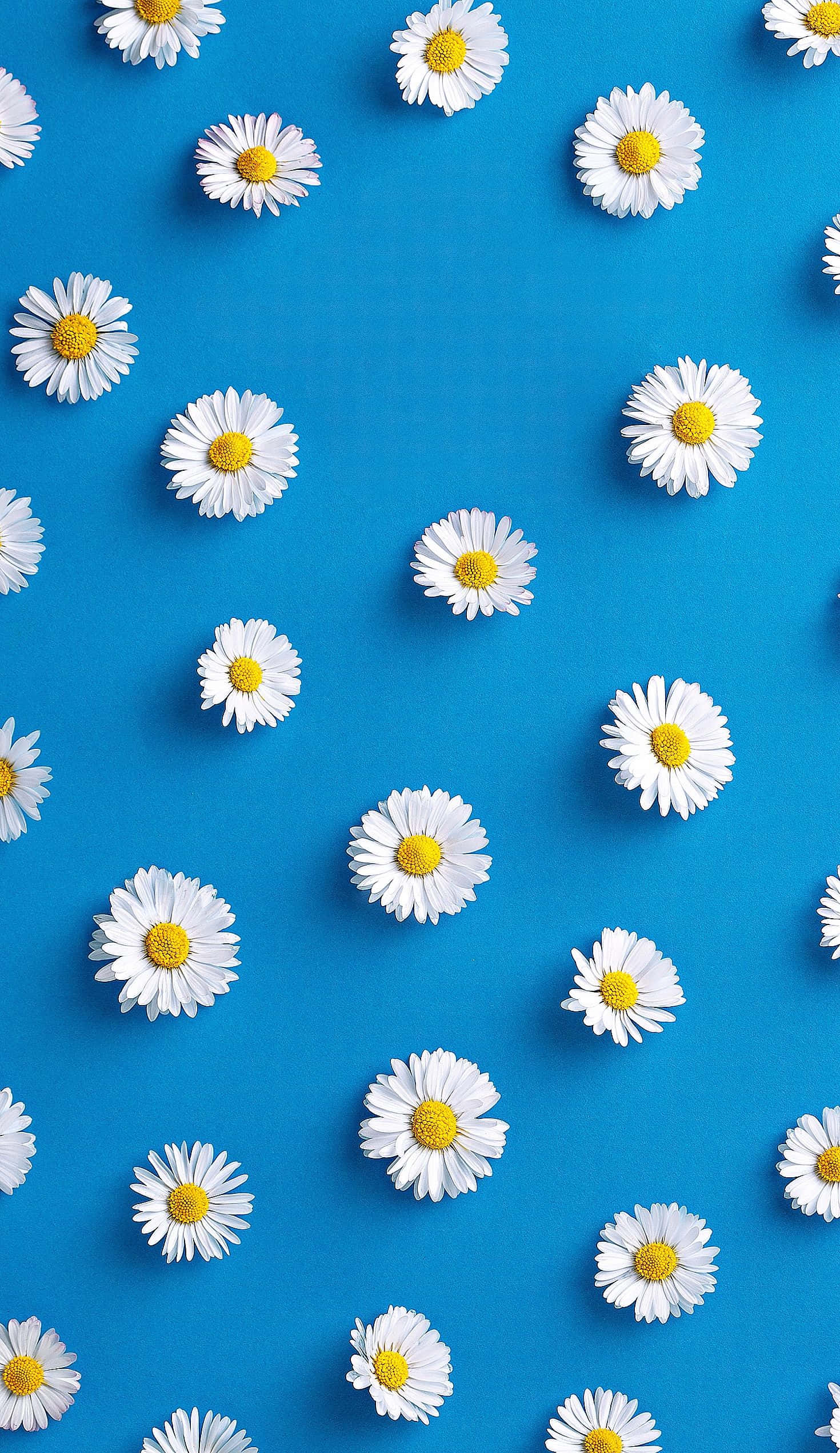blue background, spring daisy, iPhone, Full HD Phone Wallpaper