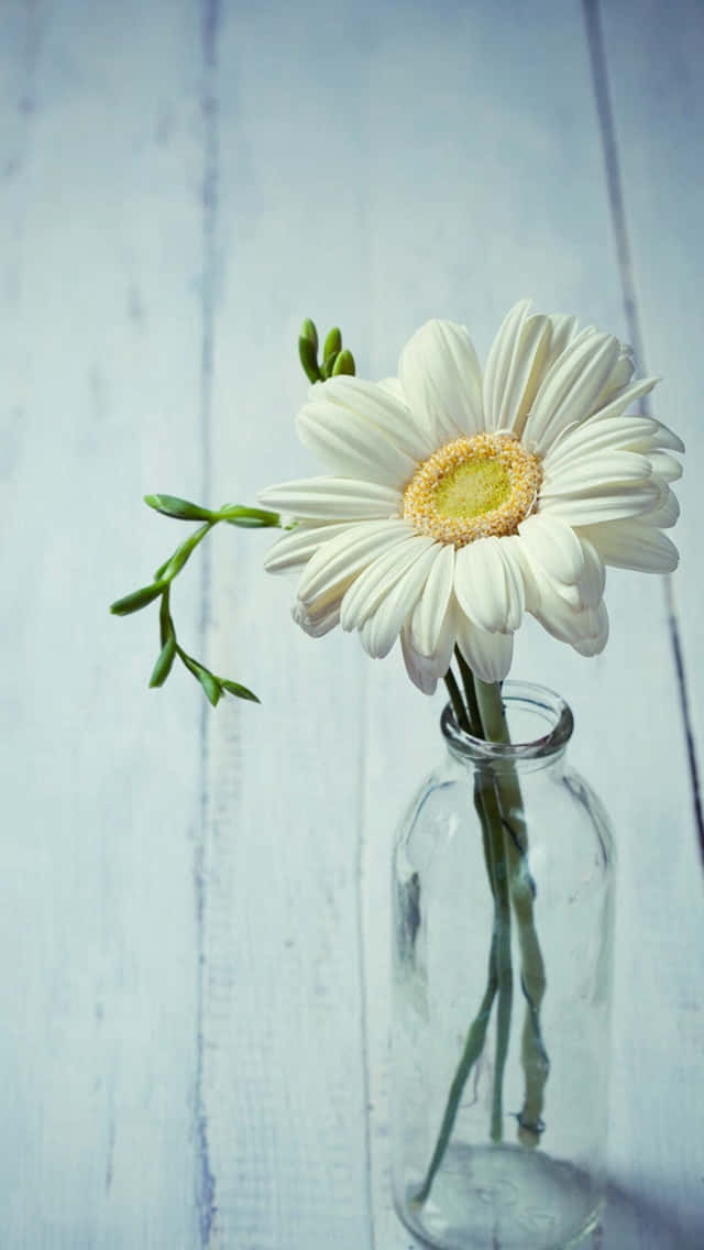 vase, spring daisy, iPhone, SD Phone Wallpaper