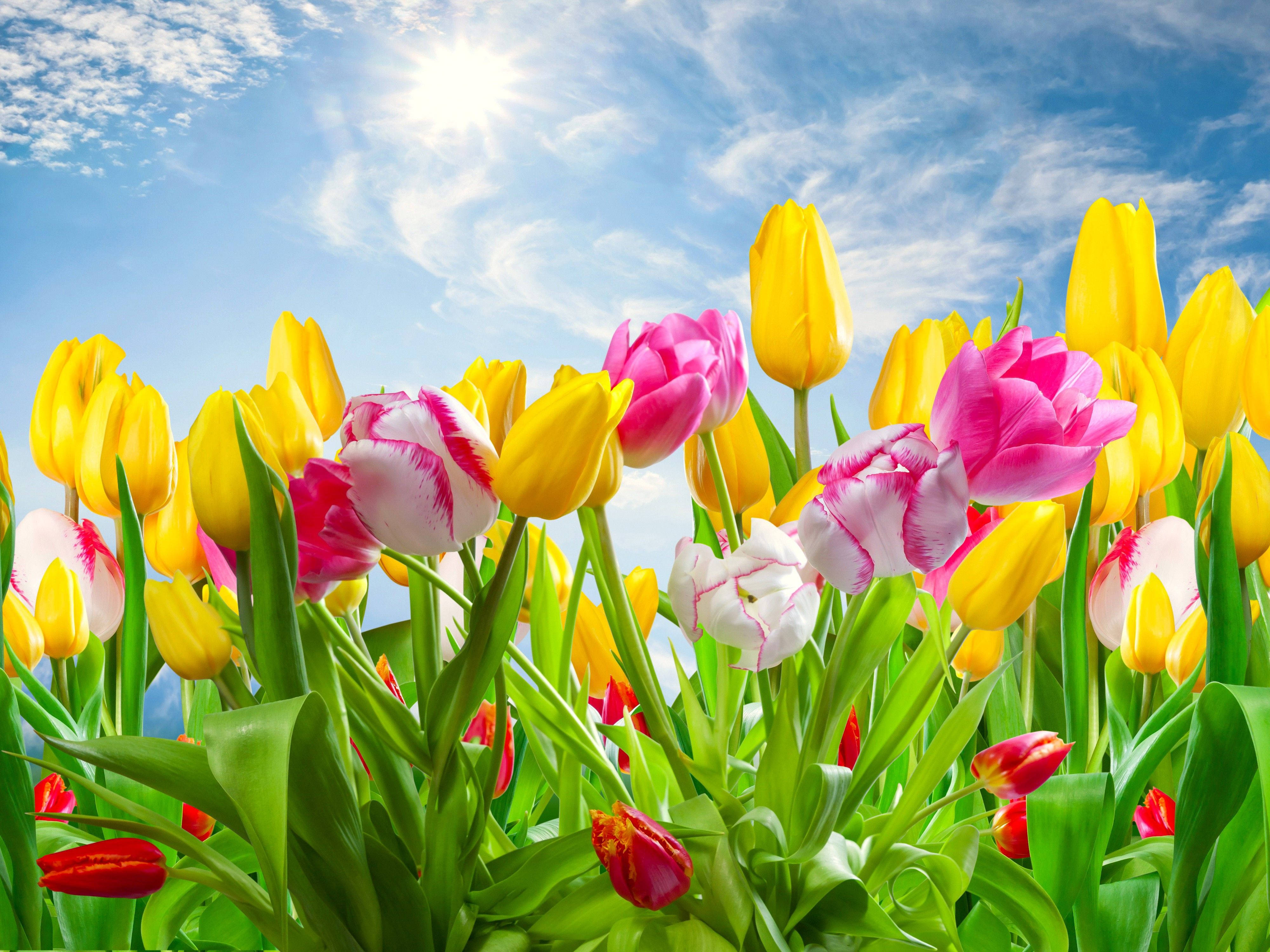 yellow tulips, pink tulips, white tulips, 4K Desktop Wallpaper