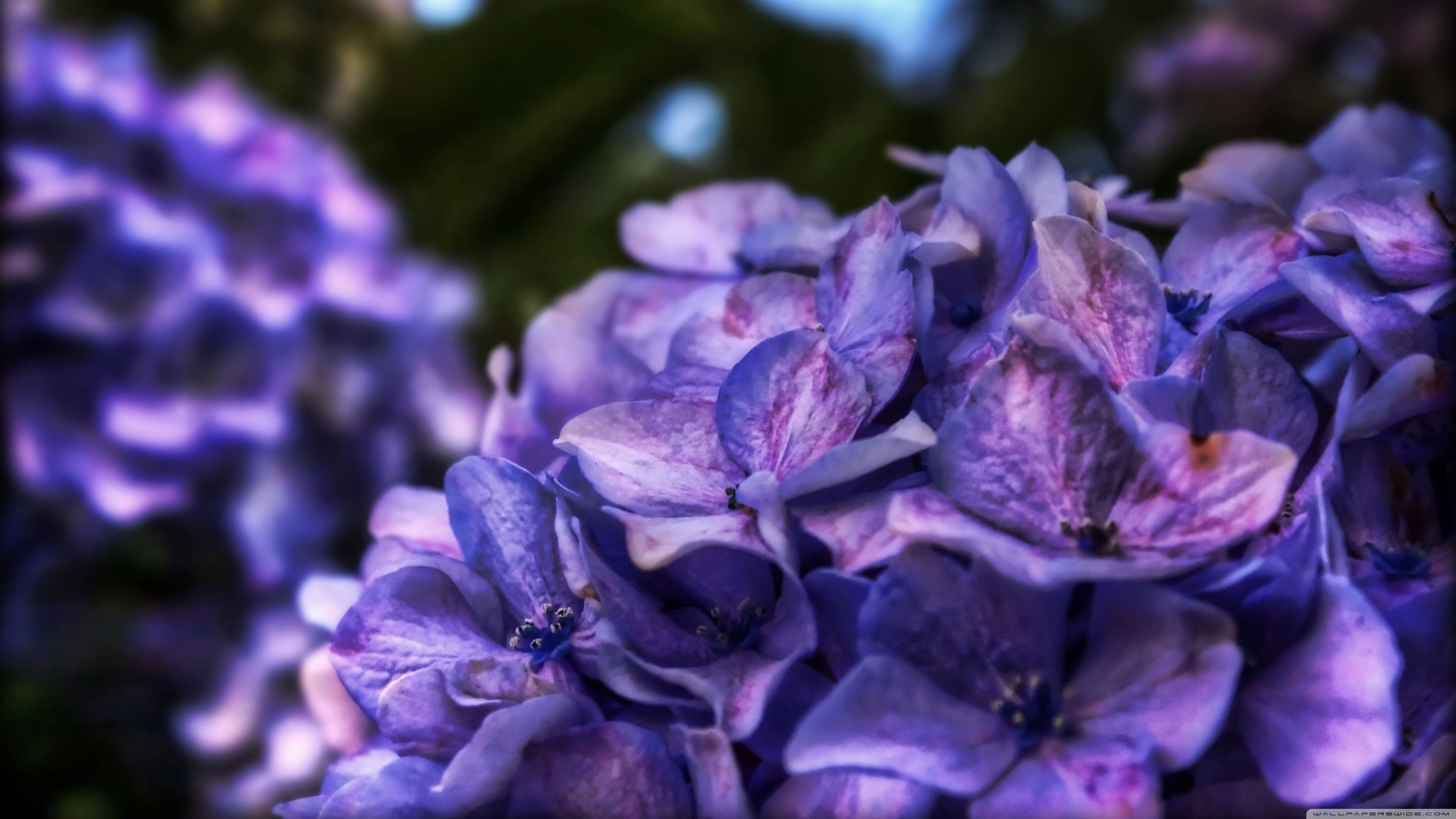 purple hydrangea blooms, soft focus background, delicate petal textures, 4K Desktop Wallpaper