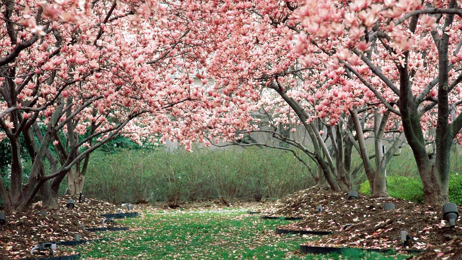 pink cherry blossom trees, serene pathway, canopy of blooming pink magnolia trees, Full HD Desktop Wallpaper