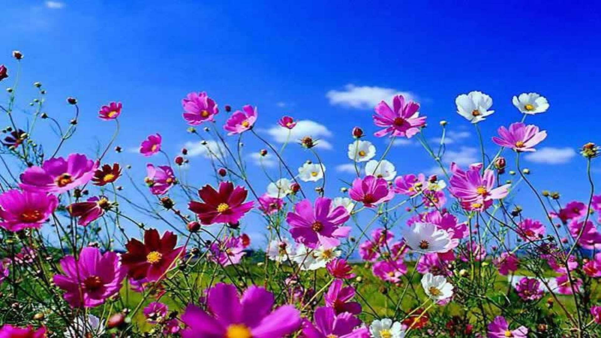 cosmos flowers, pink, white, Full HD Desktop Wallpaper