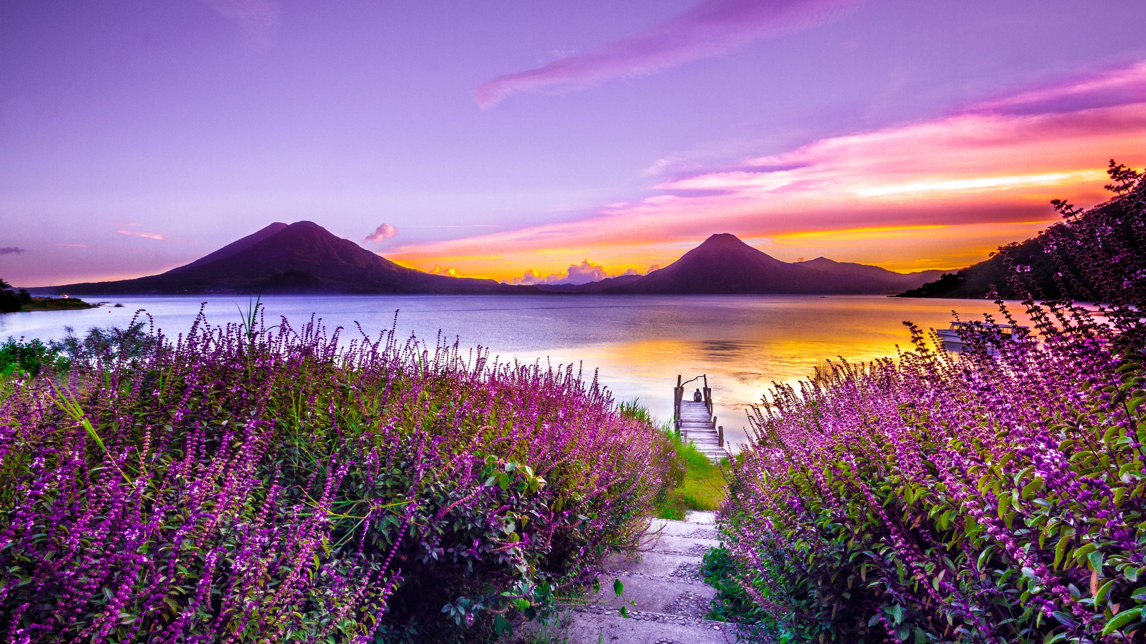 purple lavender flower field, wooden dock, calm lake, 4K Desktop Wallpaper