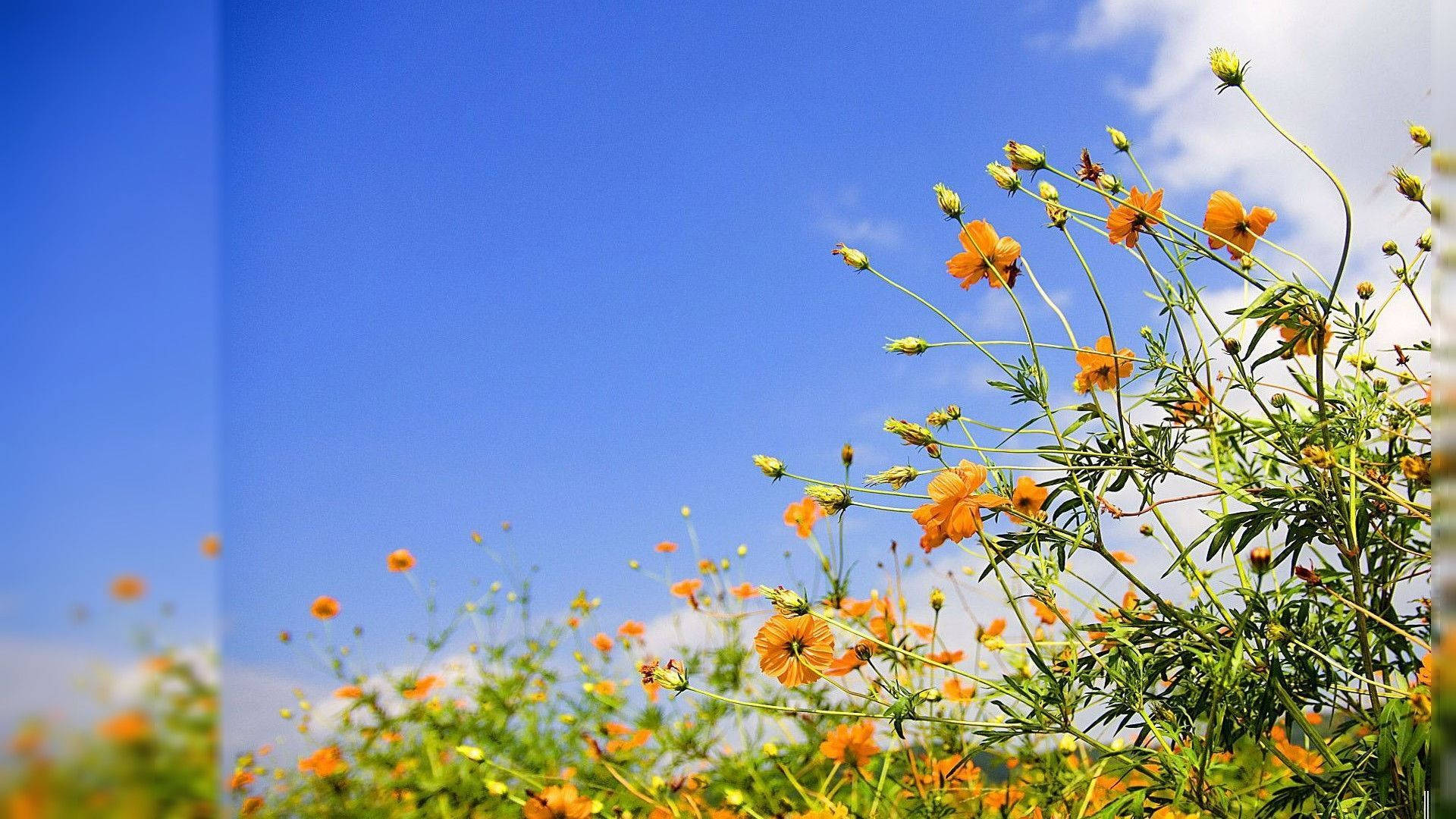 yellow flowers, cosmos flowers, clear blue sky, Full HD Desktop Wallpaper