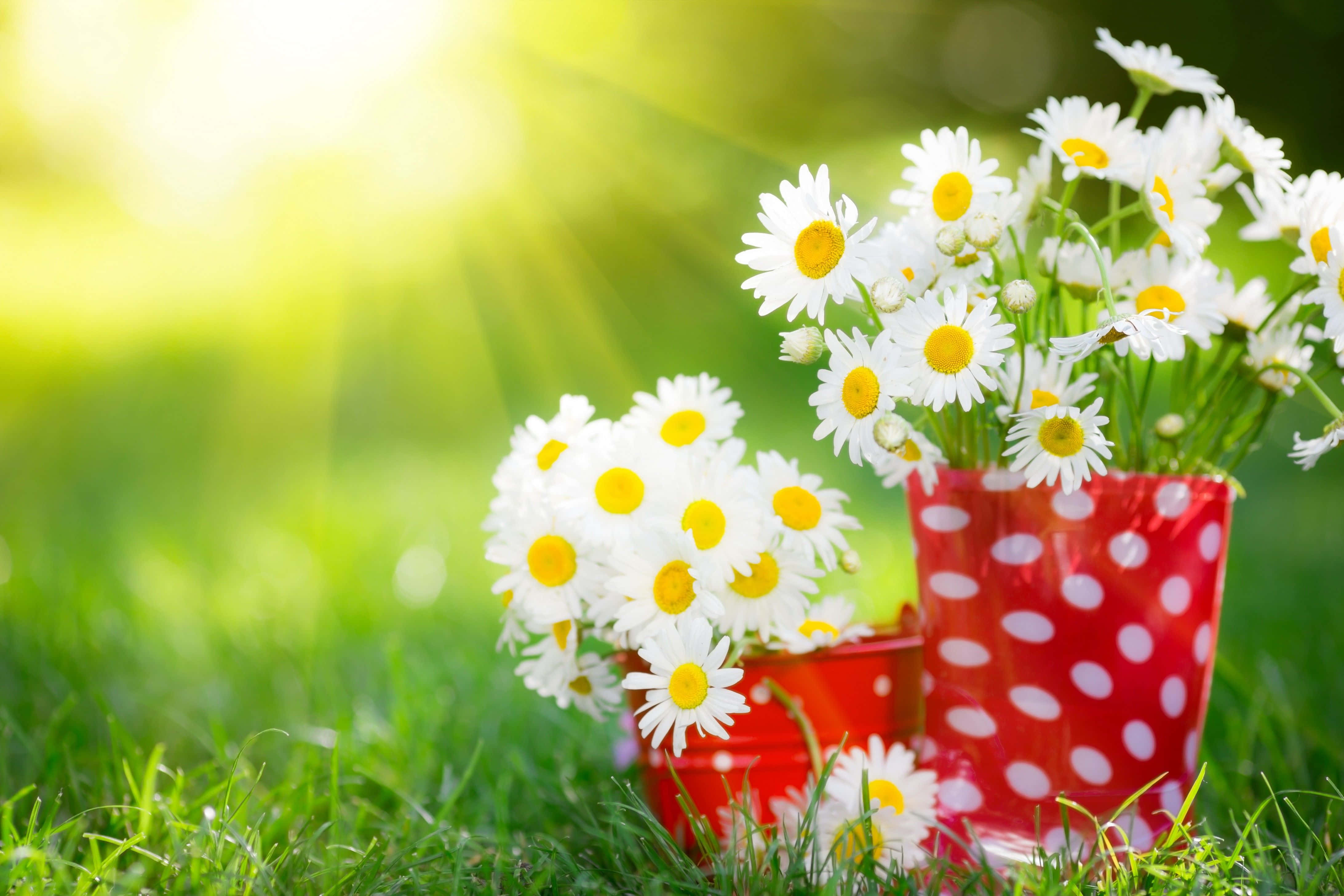 Spring Flowers Desktop, daisies, red polka dot buckets, 4K Desktop Wallpaper