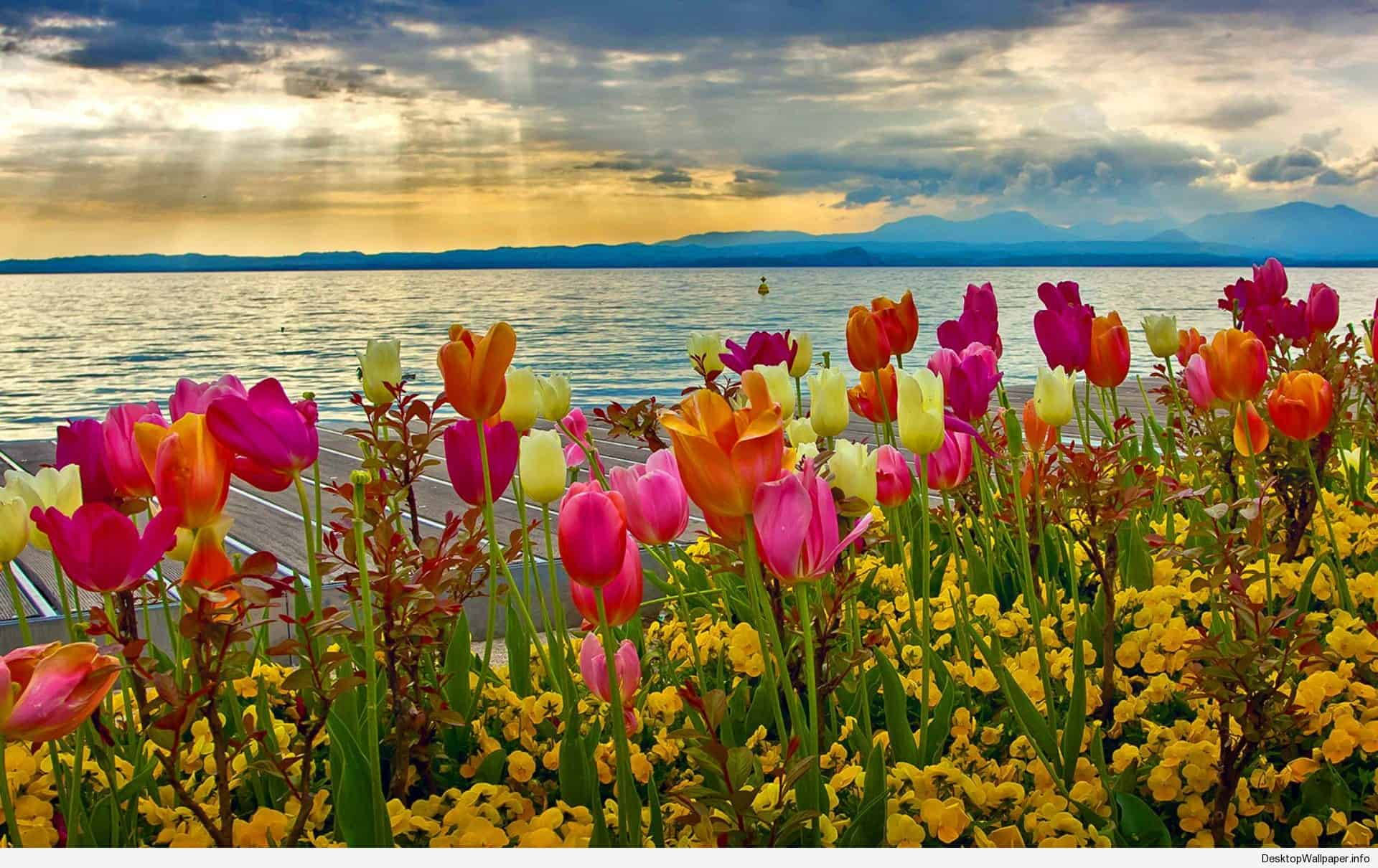 tulips, yellow flowers, lakeside dock, Full HD Desktop Wallpaper