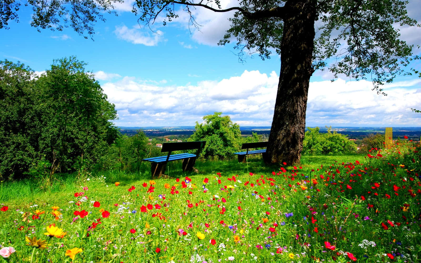 vibrant meadow, colorful wildflowers, bright blue sky, HD Desktop Wallpaper
