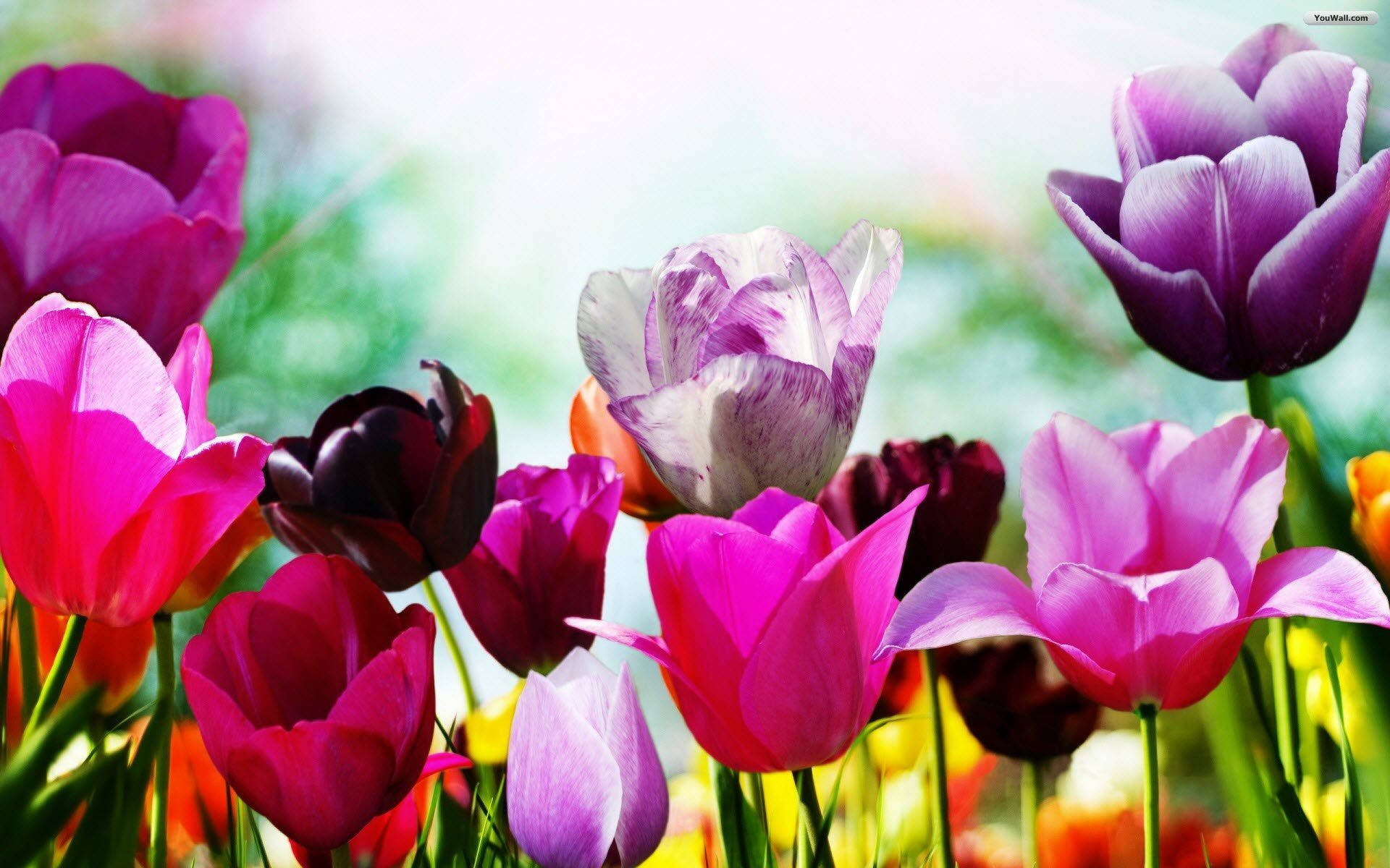tulip painting, pink, purple, Full HD Desktop Wallpaper