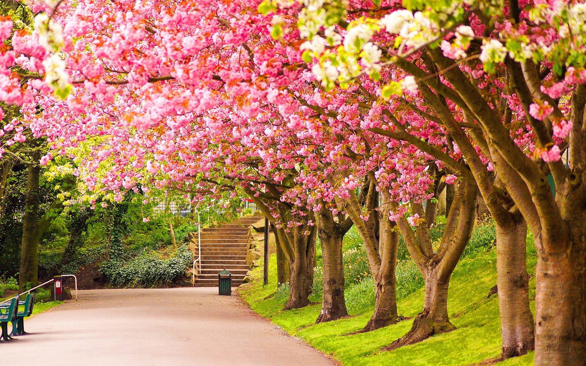 sakura trees, park, vibrant pink cherry blossoms, Full HD Desktop Wallpaper