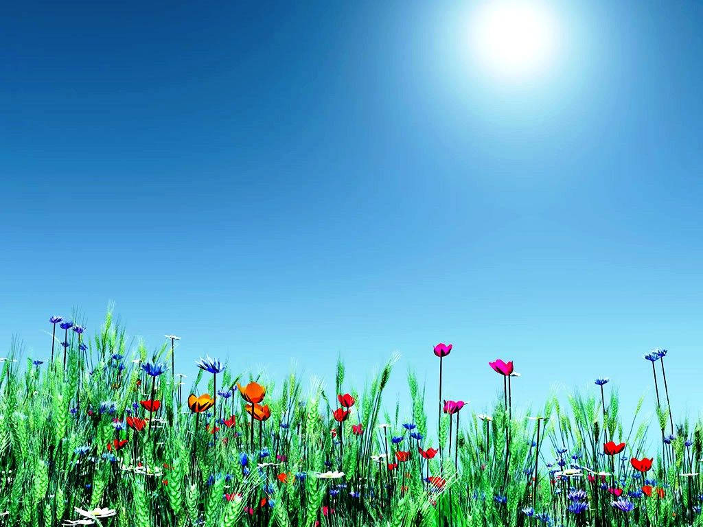 Spring Desktop, vibrant field, colorful wildflowers, SD Desktop Wallpaper