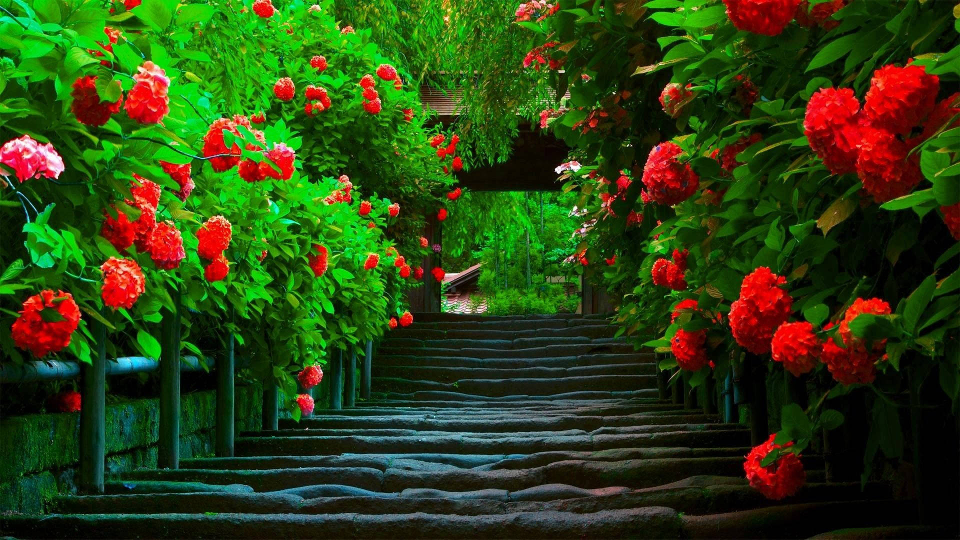 stone staircase, lush green tunnel, vibrant red flowers, Full HD Desktop Wallpaper